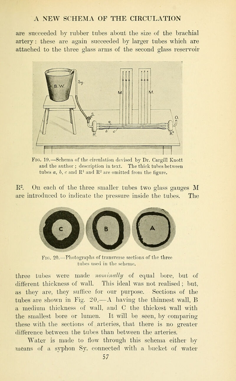 are succeeded by rubber tubes about the size of the brachial artery: these are again succeeded by larger tubes which are attached to the three g-lass arms of the second glass reservoir Fig. 19.—Schema of the circulation devised by Dr. Cargill Knott and the author ; description in text. The thick tubes between tubes a, h, c and R^ and R- are omitted from the figure. E-. On each of the three smaller tubes two glass gauges M are introduced to indicate the pressure inside the tubes. The 00 Fig. 20.—Photographs of transverse sections of the three tubes used in the scheme. three tubes were made nominally of equal Ijore, but of different thickness of wall. This ideal was not realised ; but, as they are, they suffice for our purpose. Sections of the tubes are shown in Fig. 20,—A having the thinnest wall, B a medium thickness of wall, and C the thickest wall with the smallest bore or lumen. It will be seen, by comparing these with the sections of arteries, that there is no greater difference between the tubes than between the arteries. Water is made to flow through this schema either by means of a syphon Sy. connected with a bucket of water