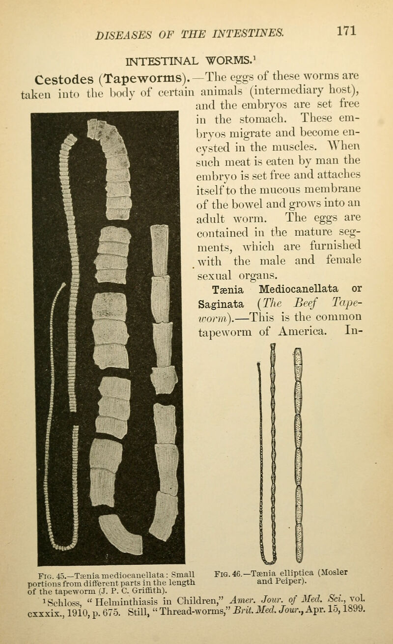 INTESTINAL WORMS.1 Cestodes (Tapeworms).—The eggs of these worms are taken into the body of certain animals (intermediary host), and the embryos are set free in the stomach. These em- bryos migrate and become en- cysted in the muscles. When such meat is eaten by man the embryo is set free and attaches itself to the mucous membrane of the bowel and grows into an adult worm. The eggs are contained in the mature seg- ments, which are furnished with the male and female sexual organs. Taenia Mediocanellata or Saginata (The Beef Tape- worm).—This is the common tapeworm of America. In- Fig. 4o.-T£enia mediocanellata: Small Fig. 46.-Taenia elhptica (Mosler portions from different parts in the length and Peiper). of the tapeworm (J. P. C. Griffith). ^Schloss, Helminthiasis in Children, Amer. Jour, of Med, f«.,voL cxxxix., 1910, p. 675. Still,  Thread-worms, Brit. Med, Jour., Apr. lo, 1899.