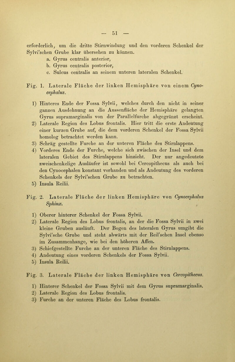 erforderlich, um die dritte Stirnwindung und den vorderen Schenkel der Sjlvi'schen Grube klar übersehen zu können. a. Gyrus centralis anterior, b. Gyrus centralis posterior, c. Sulcus centralis an seinem unteren lateralen Schenkel. Fig. 1. Laterale Fläche der linken Hemisphäre von einem Cyno- cephalus. 1) Hinteres Ende der Fossa Sylvii, welches durch den nicht in seiner ganzen Ausdehnung an die Aussenfläche der Hemisphäre gelangten Gyrus supramarginalis von der Parallelfurche abgegränzt erscheint. 2) Laterale Region des Lobus frontalis. Hier tritt die erste Andeutung einer kurzen Grube auf, die dem vorderen Schenkel der Fossa Sylvii homolog betrachtet werden kann. 3) Schräg gestellte Furche an der unteren Fläche des Stirnlappens. 4) Vorderes Ende der Furche, welche sich zwischen der Insel und dem lateralen Gebiet des Stirnlappens hinzieht. Der nur angedeutete zweischenkelige Ausläufer ist sowohl bei Cercopithecus als auch bei den Cynocephalen konstant vorhanden und als Andeutung des vorderen Schenkels der Sylvi'schen Grube zu betrachten. 5) Insula Reilii. Fig. 2. Laterale Fläche der linken Hemisphäre von Cynocephalus Sphinx. 1) Oberer hinterer Schenkel der Fossa Sylvii. 2) Laterale Region des Lobus frontalis, an der die Fossa Sylvii in zwei kleine Gruben ausläuft. Der Bogen des lateralen Gyrus umgibt die Sylvi'sche Grube und steht abwärts mit der Reil'schen Insel ebenso im Zusammenhange, wie bei den höheren Affen. 3) Schiefgestellte Furche an der unteren Fläche des Stirnlappens. 4) Andeutung eines vorderen Schenkels der Fossa Sylvii. 5) Insula Reilii. Fig. 3. Laterale Fläche der linken Hemisphäre von Cercopithecus. 1) Hinterer Schenkel der Fossa Sylvii mit dem Gyrus supramarginalis. 2) Laterale Region des Lobus frontalis. 3) Furche an der unteren Fläche des Lobus frontalis.
