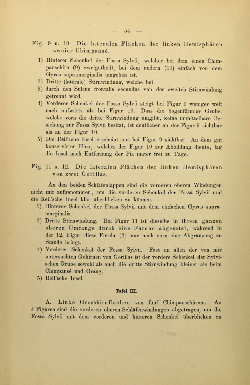 Fig. 9 u. 10. Die lateralen Flächen der linken Hemisphären zweier Chimpans^. 1) Hinterer Schenkel der Fossa Sylvii, welcher bei dem einen Chim- pansehirn (9) zweigetheilt^ bei dem andern (10) einfach von dem Gyrus supramarginalis umgeben ist. 2) Dritte (laterale) Stirnwindung, welche bei 3) durch den Sulcus frontalis secundus von der zweiten Stirnwindung getrennt wird. 4) Vorderer Schenkel der Fossa Sjlvii steigt bei Figur 9 weniger weit nach aufwärts als bei Figur 10. Dass die bogenförmige Grube, welche vorn die dritte Stirnwindung umgibt, keine unmittelbare Be- ziehung zur Fossa Sylvii besitzt, ist deutlicher an der Figur 9 sichtbar als an der Figur 10. 5) Die Reil'sche Insel erscheint nur bei Figur 9 sichtbar. An dem gut konservirten Hirn, welches der Figur 10 zur Abbildung diente, lag die Insel nach Entfernung der Pia mater frei zu Tage. Fig. 11 u. 12. Die lateralen Flächen der linken Hemisphären von zwei Gorillas. An den beiden Schläfenlappen sind die vorderen oberen Windungen nicht mit aufgenommen, um die vorderen Schenkel der Fossa Sylvii und die Reil'sche Insel klar überblicken zu können. 1) Hinterer Schenkel der Fossa Sylvii mit dem einfachen Gyrus supra- marginalis. 2) Dritte Stirnwindung. Bei Figur 11 ist dieselbe in ihrem ganzen oberen Umfange durch eine Furche abgesetzt, während in der 12. Figur diese Furche (3) nur nach vorn eine Abgränzung zu Stande bringt. 4) Vorderer Schenkel der Fossa Sylvii. Fast an allen der von mir untersuchten Gehirnen von Gorillas ist der vordere Schenkel der Sylvi- schen Grube sowohl als auch die dritte Stirnwindung kleiner als beim Chimpans^ und Orang. 5) Reil'sche Insel. Tafel m. A. Linke Grosshirnflächen von fünf Chimpansehirnen. An 4 Figuren sind die vorderen oberen Schläfenwindungen abgetragen, um die Fossa Sylvii mit dem vorderen und hinteren Schenkel überblicken zu