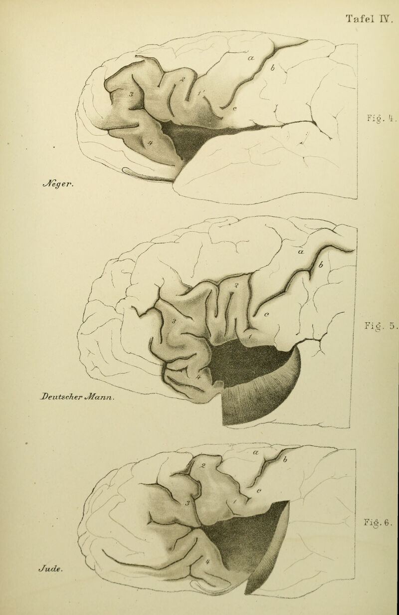 Tafel ly. -% er. Fig.fi, J)eutsc7ier tJ/ccnn. 'Ju,de. Fi^. 5 Fi^.6.