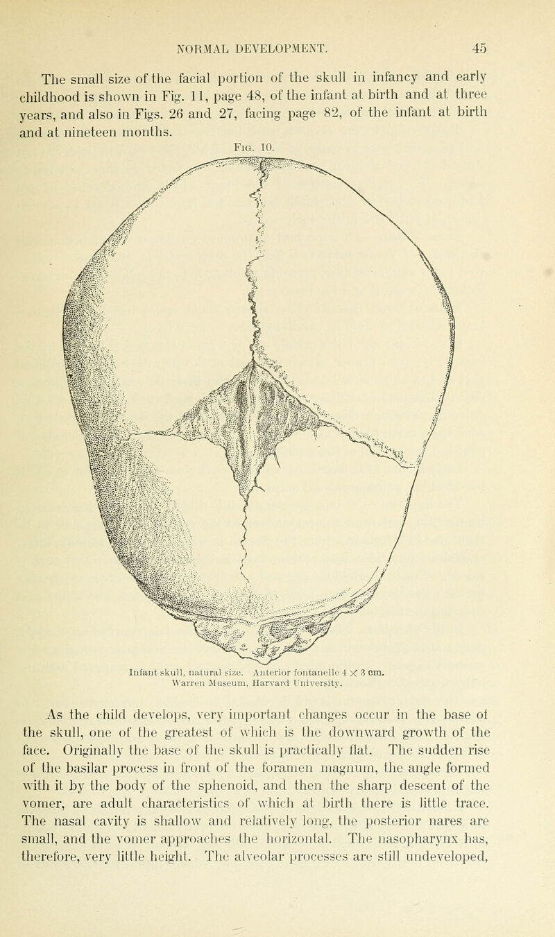 The small size of the facial portion of the skull in infancy and early childhood is shown in Fig. 11, page 48, of the infant at birth and at three years, and also in Figs. 26 and 27, facing page 82, of the infant at birth and at nineteen months. Fig 10 Infant skull, natural size. Anterior fontanelle 4 X 3 i Warren Museum, Harvard University. As the child develops, very important changes occur in the base of the skull, one of the greatest of which is the downward growth of the face. Originally the base of the skull is practically flat. The sudden rise of the basilar process in front of the foramen magnum, the angle formed with it by the body of the sphenoid, and then the sharp descent of the vomer, are adult characteristics of which at birth there is little trace. The nasal cavity is shallow and relatively long, the posterior nares are small, and the vomer approaches the horizontal. The nasopharynx has, therefore, very little height. The alveolar processes are still undeveloped,