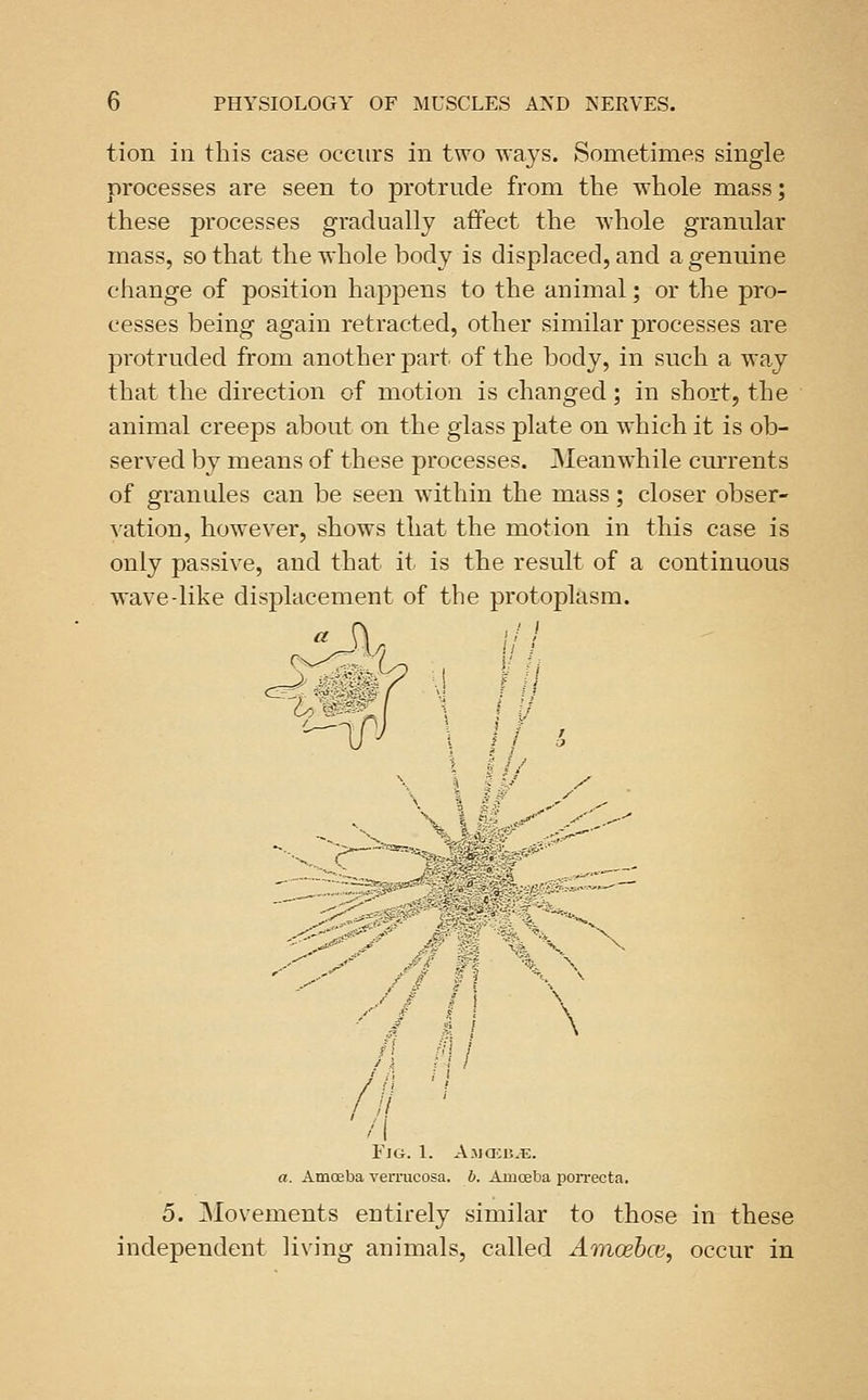 tion in this case occurs in two ways. Sometimes single processes are seen to protrude from the whole mass; these processes gradually affect the whole granular mass, so that the whole body is displaced, and a genuine change of position happens to the animal; or the pro- cesses being again retracted, other similar processes are protruded from another part of the body, in such a way that the direction of motion is changed; in short, the animal creeps about on the glass plate on which it is ob- served by means of these processes. Meanwhile currents of granules can be seen within the mass; closer obser- vation, however, shows that the motion in this case is only passive, and that it is the result of a continuous wave-like displacement of the protoplasm. 1 , ^' / ^ y' /^ f^. H N Fig. 1. A.-Ma:i5.E. a. Amoeba verrucosa, h. Amceba poiTecta, 5. Movements entirely similar to those in these independent living animals, called Amoebai^ occur in
