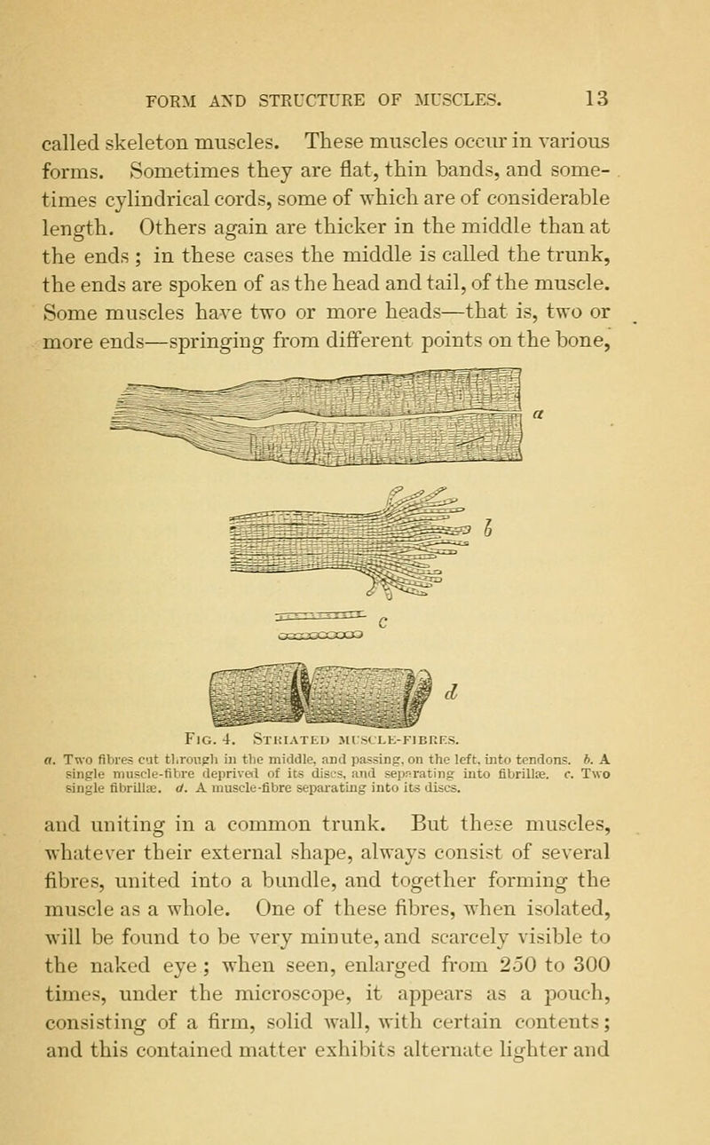 called skeleton muscles. These muscles occm- in various forms. Sometimes they are flat, thin bands, and some- times cylindrical cords, some of which are of considerable length. Others again are thicker in the middle than at the ends ; in these cases the middle is called the trunk, the ends are spoken of as the head and tail, of the muscle. Some muscles have two or more heads—that is, two or more ends—springing from different points on the bone, 03333301303 Fig. 4. Stuiatku jirsrLh-FiBnrs. a. Two fibres cat tlirouph in the middle, and passing, on the left, into tendons. 6. A single muscle-fibre deprivetl of its discs, and separating into fibrillas. c. Two single fihrilliC. rf. A muscle-fibre separating into its discs. and uniting in a common trunk. But the.?e muscles, whatever their external shape, always consist of several fibres, united into a bundle, and together forming the muscle as a whole. One of these fibres, when isolated, will be found to be very minute, and scarcely visible to the naked eye; when seen, enlarged from 250 to 300 times, under the microscope, it appears as a pouch, consisting of a firm, solid wall, with certain contents; and this contained matter exhibits alternate licfhter and