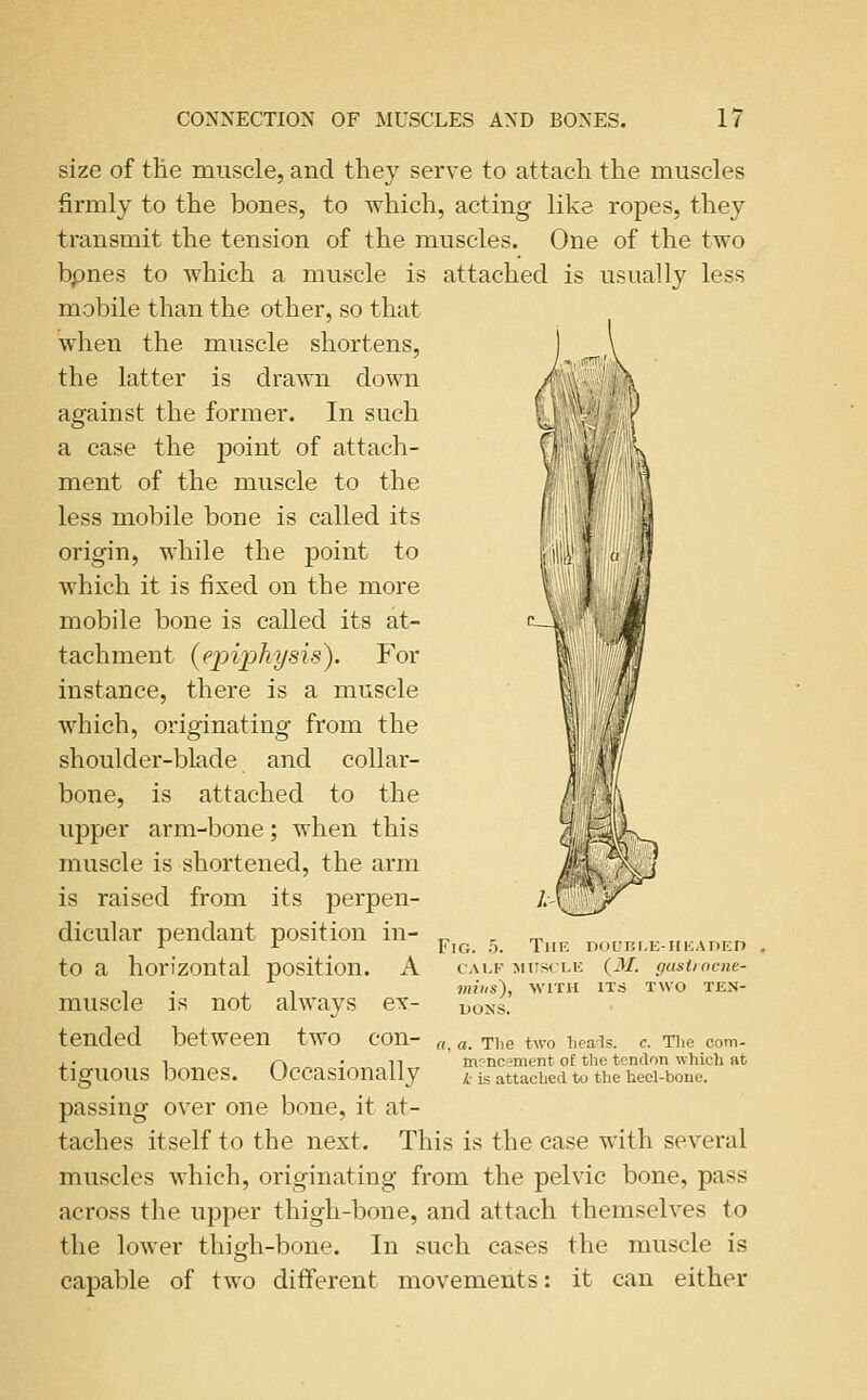 size of tHe muscle, and they serve to attach the muscles firmly to the bones, to which, acting like ropes, they transmit the tension of the muscles. One of the two bpnes to which a muscle is attached is usually less mobile than the other, so that when the muscle shortens, the latter is drawn down against the former. In such a case the point of attach- ment of the muscle to the less mobile bone is called its origin, while the point to which it is fixed on the more mobile bone is called its at- tachment {epiphysis). For instance, there is a muscle which, originating from the shoulder-blade and collar- bone, is attached to the upper arm-bone; when this muscle is shortened, the arm is raised from its perpen- dicular pendant position in- to a horizontal position. A muscle is not always ex- tended between two con- tiguous bones. Occasionally passing over one bone, it at- taches itself to the next. This is the case with several muscles which, originating from the pelvic bone, pass across the upper thigh-bone, and attach themselves to the lower thigh-bone. In such cases the muscle is capable of two different movements: it can either Img. CALF MUSCLIi miiis), WITH DONS. The DOUBt.E-nKADED (3/. gastiocne- ITS TWO TEN- a. The two liea'ls. c. Tlie com- m?ncement of the tendon which at k is attached to the heel-bone.