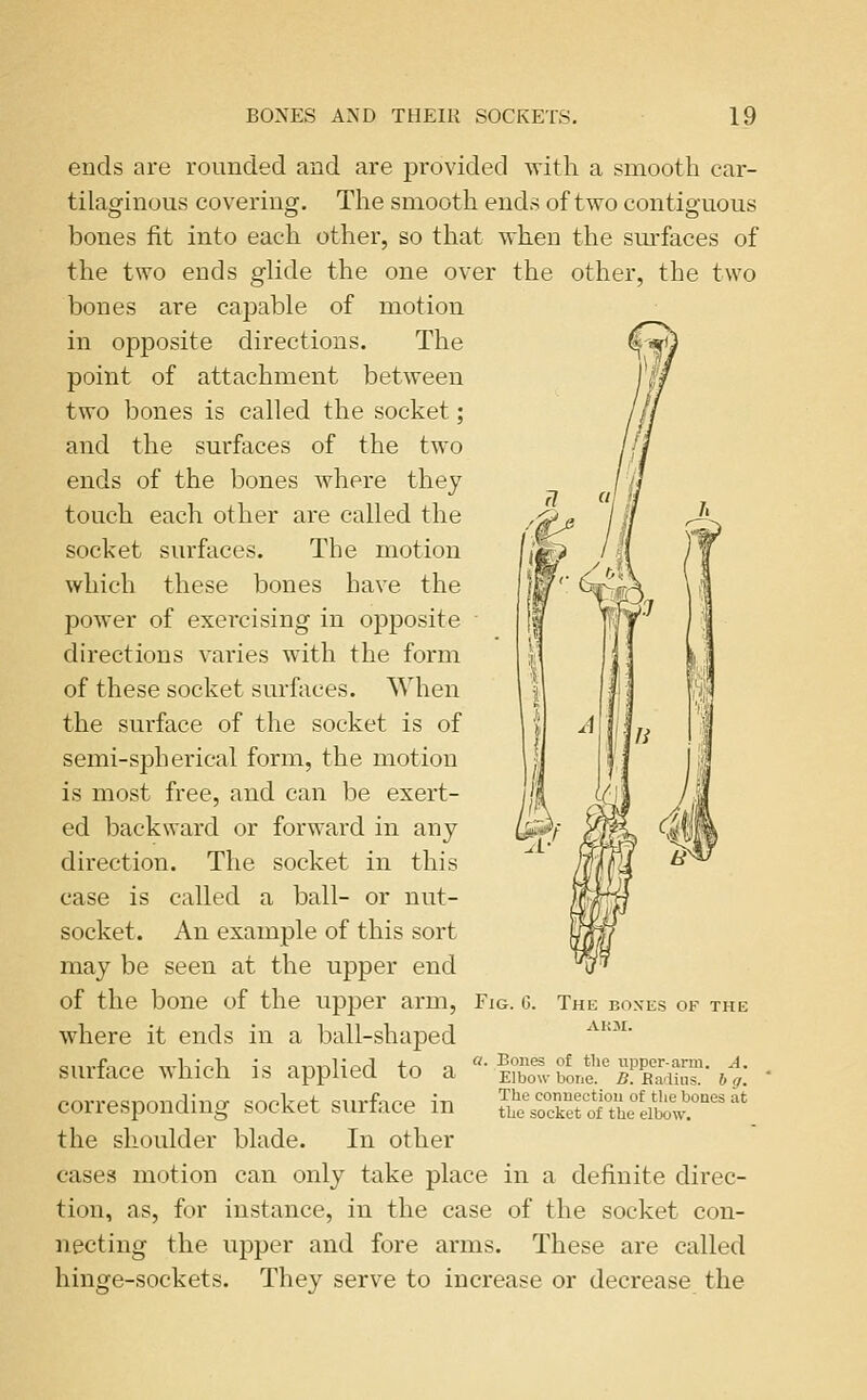 ends are rounded and are provided with a smooth car- tilaginous covering. The smooth ends of two contiguous bones fit into each other, so that when the surfaces of the two ends glide the one over the other, the two bones are capable of motion in opposite directions. The point of attachment between two bones is called the socket; and the surfaces of the two ends of the bones where they touch each other are called the socket surfaces. The motion which these bones have the power of exercising in opposite directions varies with the form of these socket surfaces. When the surface of the socket is of semi-spherical form, the motion is most free, and can be exert- ed backward or forward in any direction. The socket in this case is called a ball- or nut- socket. An example of this sort may be seen at the upper end of the bone of the upper arm. Fig. g. The boxes of the where it ends in a ball-shaped '^^'^'' surface which is applied to a  ???o le 7^™-4: corresponding socket surface in SlYoXrottreibow.°''*. the shoulder blade. In other cases motion can only take place in a definite direc- tion, as, for instance, in the case of the socket con- necting the upper and fore arms. These are called hinge-sockets. They serve to increase or decrease the