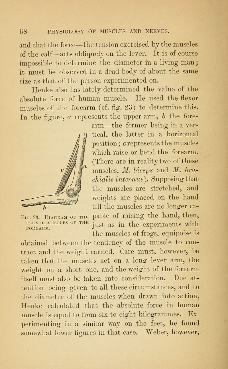 and that the force—the tension exercised bj the muscles of the calf—acts obliquely on the lever. It is of course impossible to determine the diameter in a living man; it must be observed in a dead body of about the same size as that of the person experimented on. Henke also has lately determined the value of the absolute force of human muscle. He used the flexor muscles of the forearm (cf. fig. 23) to determine this. In the figure, a represents the upper arm, h the fore- arm—the former being in a ver- tical, the latter in a horizontal position; c represents the muscles which raise or bend the forearm. (There are in reality two of these muscles, M. biceps and M. bra- chialis internus). Supposing that the muscles are stretched, and weights are placed on the hand till the muscles are no longer ca- pable of raising the hand, then, just as in the experiments with the muscles of frogs, equipoise is obtained between the tendency of the muscle to con- tract aud the weight carried. Care must, however, be taken that the muscles act on a long lever arm, the weight on a short one, and the weight of the forearm itself must also be taken into consideration. Due at- tention being given to all these circumstances, and to the diameter of the muscles when drawn into action, Henke calculated that the absolute force in human muscle is equal to from six to eight kilogrammes. Ex- perimenting in a similar way on the feet, he found somewhat lower figures in that case. Weber, however, Fig. 23. Diagram of the FLEXOu :mlscles of the FOREARM.