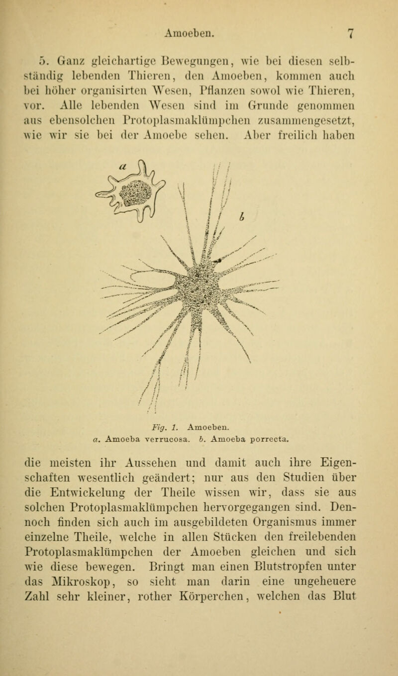 .>. Ganz gleichartige Bewegungen, wie bei dieses selb- ständig lebenden Thieren, den Amoeben, kommen auch bei höher organisirten Wesen, Pflanzen sowol wie Thieren, vor. Alle Lebenden Wesen sind im Grunde genommen aus ebensolchen Protoplasmaklümpchen zusammengesetzt, wie wir sie bei der Amoebe sehen. Aber freilich haben Fig. 1. Amoeben. a. Amoeba verrucosa, b. Amoeba porreeta. die meisten ihr Aussehen und damit auch ihre Eigen- schaften wesentlich geändert; nur aus den Studien über die Entwickelung der Theile wissen wir, dass sie aus solchen Protoplasmaklümpchen hervorgegangen sind. Den- noch finden sich auch im ausgebildeten Organismus immer einzelne Theile, welche in allen Stücken den freilebenden Protoplasmaklümpchen der Amoeben gleichen und sich wie diese bewegen. Bringt man einen Blutstropfen unter das Mikroskop, so sieht man darin eine ungeheuere Zahl sehr kleiner, rother Körperchen, welchen das Blut