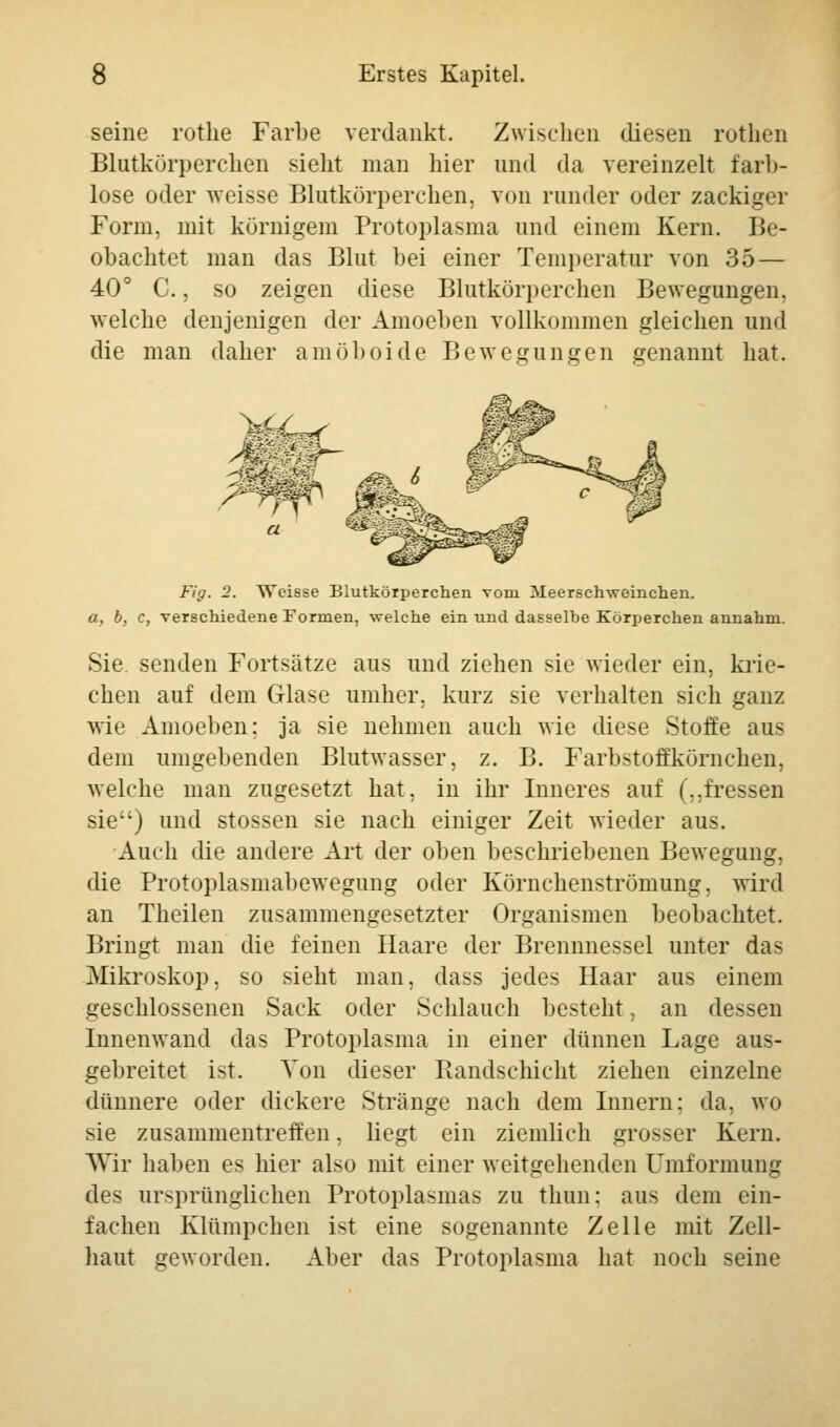 seine rothe Farbe verdankt. Zwischen diesen rothen Blutkörperchen sieht man hier und da vereinzelt farb- lose oder weisse Blutkörperchen, von runder oder zackiger Form, mit körnigem Protoplasma und einem Kern. Be- obachtet man das Blut bei einer Temperatur von 35 — 40° C., so zeigen diese Blutkörperchen Bewegungen, welche denjenigen der Amoeben vollkommen gleichen und die man daher amöboide Bewegungen genannt hat. 'Ci.^'\ ^ 6 Fig. 2. Weisse Blutkörperchen vorn Meerschweinchen. a, b, c, verschiedene Formen, welche ein und dasselhe Körperchen annahm. Sie senden Fortsätze aus und ziehen sie wieder ein, krie- chen auf dem Glase umher, kurz sie verhalten sich ganz wie Amoeben: ja sie nehmen auch wie diese Stoffe aus dem umgebenden Blutwasser, z. B. Farbstoffkörnchen, welche man zugesetzt hat, in ihr Inneres auf („fressen sie) und stossen sie nach einiger Zeit wieder aus. Auch die andere Art der oben beschriebenen Bewegung, die Protoplasmabewegung oder Körnchenströmung, wird an Theilen zusammengesetzter Organismen beobachtet. Bringt man die feinen Haare der Brennnessel unter das Mikroskop, so sieht man, dass jedes Haar aus einem geschlossenen Sack oder Schlauch besteht, an dessen Innenwand das Protoplasma in einer dünnen Lage aus- gebreitet ist. Von dieser Randschicht ziehen einzelne dünnere oder dickere Stränge nach dem Innern: da. wo sie zusammentreffen, liegt ein ziemlich grosser Kern. Wir haben es hier also mit einer weitgehenden Umformung des ursprünglichen Protoplasmas zu thun: aus dem ein- fachen Klümpchen ist eine sogenannte Zelle mit Zell- haut geworden. Aber das Protoplasma hat noch seine