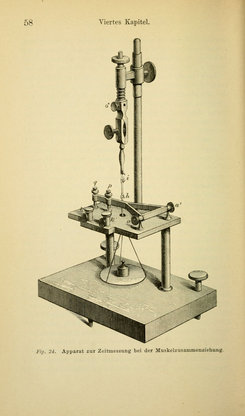 Mg. 24. Apparat zur Zeitmessung bei der Muskelzusammenziehung.