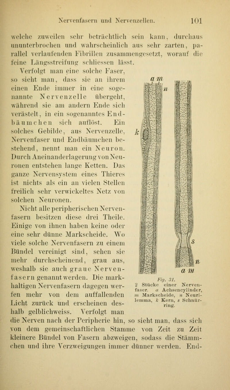 welche zuweilen sehr beträchtlich sein kann, durchaus ununterbrochen und wahrscheinlich aus sein- /arten, pa- rallel verlautenden Fibrillen zusammengesetzt, woran!' die feine Längsstreifung schliessen lässt. Verfolgt man eine solche Faser, so sieht man. dass sie an ihrem einen Ende immer in eine soge- nannte Nervenzelle übergeht, während sie am andern Ende sich verästelt, in ein sogenanntes End- b ä u m c h e n sich auflöst. Ein solches Gebilde, aus Nervenzelle, Nervenfaser und Endbäumchen be- stehend, nennt man ein Neuron. Durch Aneinanderlagerung von Neu- ronen entstehen lange Ketten. Das ganze Nervensystem eines Thieres ist nichts als ein an vielen Stellen freilich sehr verwickeltes Netz von solchen Neuronen. Nicht alle peripherischen Nerven- fasern besitzen diese drei Theile. Einige von ihnen haben keine oder eine sehr dünne Markscheide. Wo viele solche Nervenfasern zu einem Bündel vereinigt sind, sehen sie mehr durchscheinend, grau aus, weshalb sie auch graue Nerven- fasern genannt werden. Die mark- lialtigen Nervenfasern dagegen wer- fen mehr von dem auffallenden Licht zurück und erscheinen des- halb gelbliclrweiss. Verfolgt man die Nerven nach der Peripherie hin, so sieht man. dass sich von dem gemeinschaftlichen Stamme von Zeit zu Zeit kleinere Bündel von Fasern abzw-eigen, sodass die Stämm- ehen und ihre Verzweigungen immer dünner werden. End- Fig. 31. 2 Stücke einer Nerven- faser, a Achsencylinder, m Markscheide, n Neuri- lernnia, k Kern, s Schnür- ring.