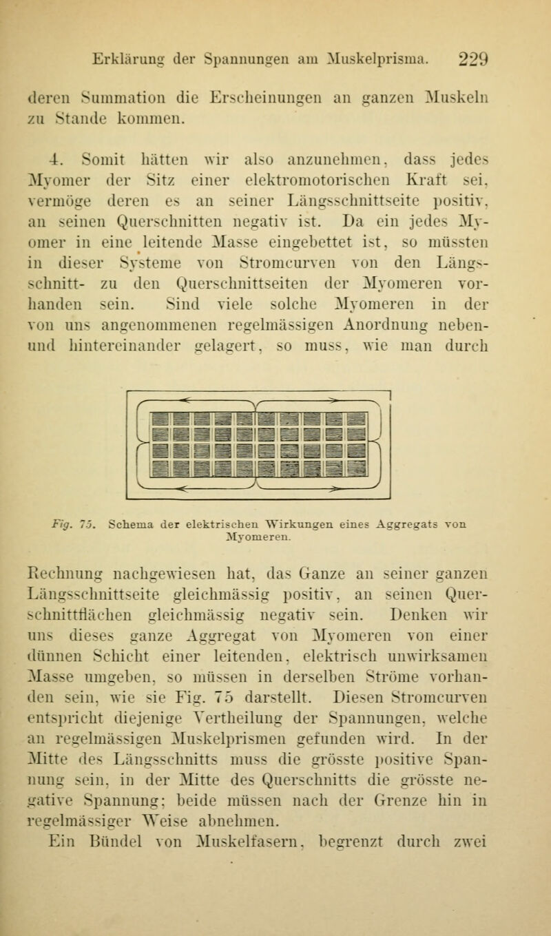 deren Summation die Erscheinungen an ganzen Muskeln zu Stande kommen. 4. Somit hätten wir also anzunehmen, dass jedes Myomer der Sitz einer elektromotorischen Kraft sei, vermöge deren es an seiner Längsschnittseite positiv, an seinen Querschnitten negativ ist. Da ein jedes My- omer in eine leitende Masse eingebettet ist, so mussten in dieser Systeme von Stromcurven von den Längs- schnitt- zu den Querschnittseiten der Myomeren vor- handen sein. Sind viele >olche Myomeren in der von uns angenommenen regelmässigen Anordnung neben- und hintereinander gelagert, so muss. wie man durch Fig. 7'j. Schema der elektrischen Wirkungen eines Aggregats von Mvomeren. Rechnung nachgewiesen hat. das Ganze an seiner ganzen Längsschnittseite gleichmässig positiv, an seinen Quer- schnittflachen gleichmässig negativ sein. Denken wir uns dieses ganze Aggregat von Myomeren von einer dünnen Schicht einer leitenden, elektrisch unwirksamen Masse umgeben, so müssen in derselben Ströme vorhan- den sein, wie sie Fig. 75 darstellt. Diesen Stromcurven entspricht diejenige Vertheilung der Spannungen, welche an regelmässigen Muskelprismen gefunden wird. In der Mitte des Längsschnitts muss die grösste positive Span- nung sein, in der Mitte des Querschnitts die grösste ne- gative Spannung: beide müssen nach der Grenze hin in regelmässiger Weise abnehmen. Ein Bündel von Muskelfasern, begrenzt durch zwei