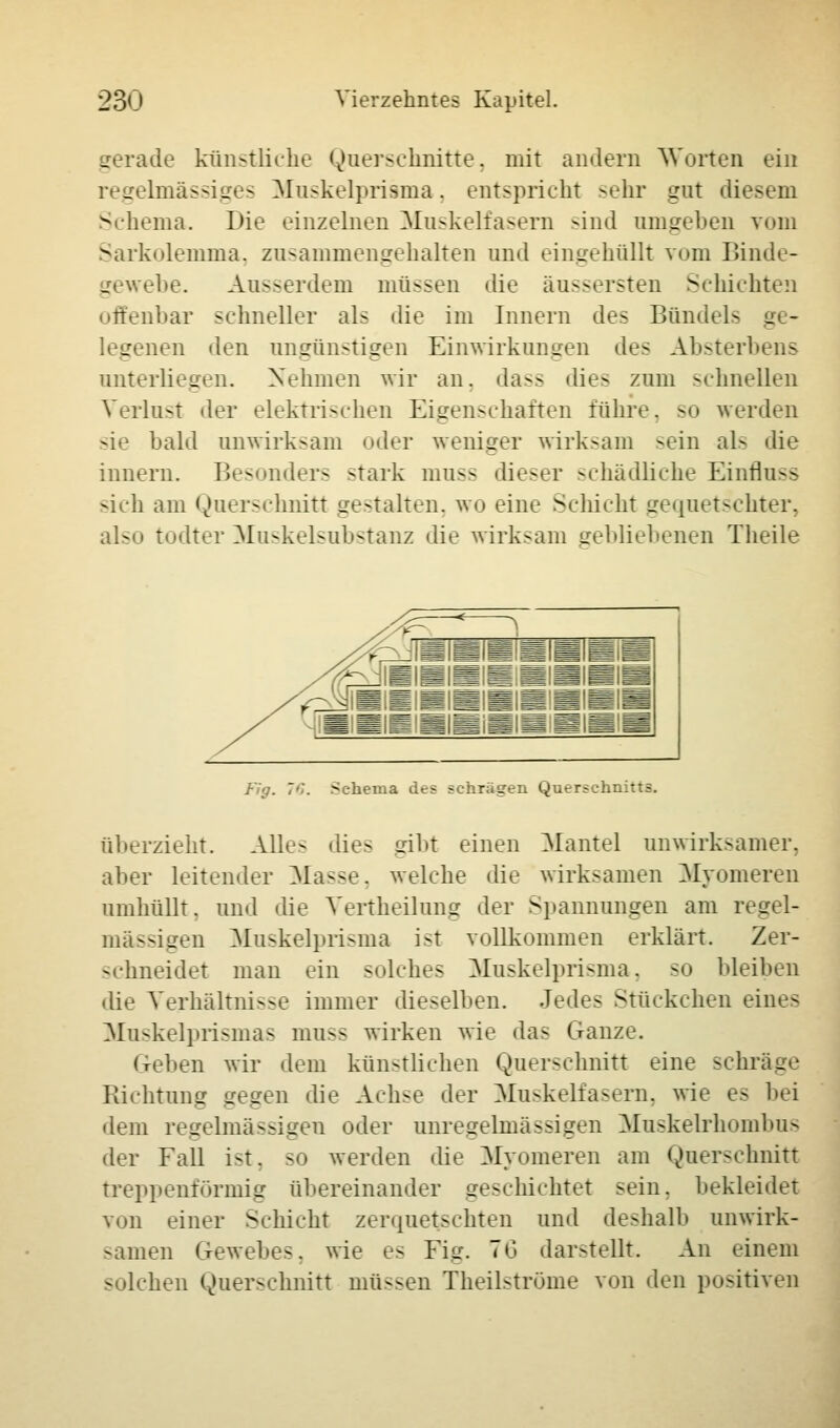 . ade künstliche Querschnitte, mit andern Worten ein regelmässiges Muskelprisma, entspricht sehr gut diesem Schema. Die einzelnen Muskelfasern sind umgehen vom Sarkolemma, zusammengehalten und eingehüllt vom Binde- Ei ehe. Ausserdem müssen die äussersten Schichten offenbar schneller als die im Innern des Bündels ge- legenen den ungünstigen Einwirkungen des Absterhens unterliegen. Nehmen wir an. dass dies zum schnellen Verlust der elektrischen Eigenschaften führe, so werden sie bald unwirksam oder weniger wirksam sein als die innern. Besonders stark muss dieser schädliche Einfluss sich am Querschnitt gestalten, wo eine Schicht gequetschter, also todter Muskelsubstanz die wirksam gebliebenen Theile Fig. 76. Schema des sehragen Querschnitts. überzieht. Alles dies gibt einen Mantel unwirksamer, aber leitender Masse, welche die wirksamen Myomeren umhüllt, und die Vertheilung der Spannungen am regel- mässigen Muskelprisma ist vollkommen erklärt. Zer- schneidet man ein solches Muskelprisma, so bleiben die Verhältnisse immer dieselben. Jede- Stückchen eines Muskelprismas muss wirken wie das Ganze. Geben wir dem künstlichen Querschnitt eine schräge Richtung gegen die Achse der Muskelfasern, wie es bei «lern regelmässigen oder unregelmässigen Muskelrhombus der Fall ist, so werden die Myomeren am Querschnitt treppenlörmig übereinander geschichtet sein, bekleidet von einer Schicht zerquetschten und deshalb anwirk- samen Gewebes. wie es Fig. 76 darstellt. An einem solchen Querschnitt müssen Theilströme von den positiven