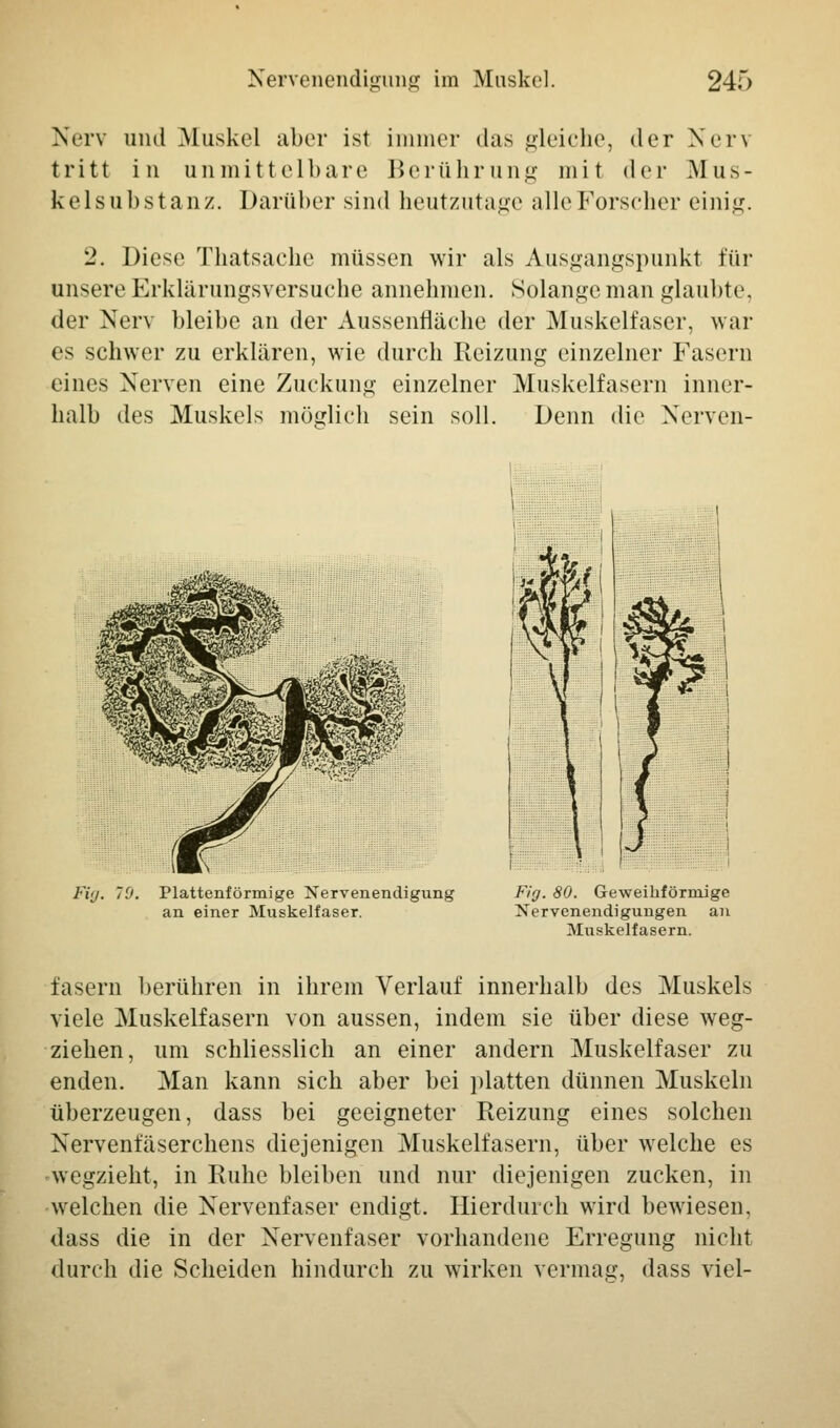 Nerv und Muskel aber ist immer das gleiche, der Ner\ tritt in an mittelbare Berührung mit der Mus- kelsubstanz. Darüber sind heutzutage alle Forseher einig. 2. Diese Thatsache müssen wir als Ausgangspunkt für unsere Erklärungsversuche annehmen. Solange man glaubte, der Nerv bleibe an der Aussenfläche der Muskelfaser, war es schwer zu erklären, wie durch Reizung einzelner Fasern eines Nerven eine Zuckung einzelner Muskelfasern inner- halb des Muskels möglich sein soll. Denn die Nerven- Fi<j. 70. Plattenförmige Nervenendigung an einer Muskelfaser. Fig. 80. Geweikförmige Nervenendigungen an Muskelfasern. fasern berühren in ihrem Verlauf innerhalb des Muskels viele Muskelfasern von aussen, indem sie über diese weg- ziehen, um schliesslich an einer andern Muskelfaser zu enden. Man kann sich aber bei platten dünnen Muskeln überzeugen, dass bei geeigneter Reizung eines solchen Nervenfäserchens diejenigen Muskelfasern, über welche es wegzieht, in Ruhe bleiben und nur diejenigen zucken, in welchen die Nervenfaser endigt. Hierdurch wird bewiesen, dass die in der Nervenfaser vorhandene Erregung nicht durch die Scheiden hindurch zu wirken vermag, dass viel-