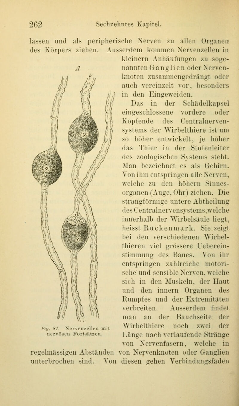 lassen und als peripherische Nerven zu allen Organen des Körpers ziehen. Ausserdem kommen Nervenzellen in kleinem Anhäufungen zu soge- nannten Ganglien oder Nerven- knoten zusammengedrängt oder auch vereinzelt vor, besonders in den Eingeweiden. Das in der Schädelkapsel eingeschlossene vordere oder Kopfende des Centralnerven- systems der Wirbelthiere ist um so höher entwickelt, je höher das Thier in der Stufenleiter des zoologischen Systems steht. Man bezeichnet es als Gehirn. Von ihm entspringen alle Nerven, welche zu den höhern Sinnes- organen (Auge, (dir) ziehen. Die strangförmige untere Abtheilung des Centralnervt'nsy>tem.^. welche innerhalb der Wirbelsäule liegt, heisst Rückenmark. Sie zeigt bei den verschiedenen Wirbel- thieren viel grössere Ueberein- stimmung des Baues. Von ihr entspringen zahlreiche motori- sche und sensible Nerven, welche sich in den Muskeln, der Haut und den innern Organen des Rumpfes und der Extremitäten vcrl»reiten. Ausserdem findet man an der Bauchseite der Wirbelthiere noch zwei der Länge nach verlaufende Stränge von Nervenfasern, welche in regelmässigen Abständen von Nervenknoten oder Ganglien unterbrochen sind. Von diesen gehen Verbindungsfäden Fig. 81. XervenzeUen mit nervösen Fortsätzen.