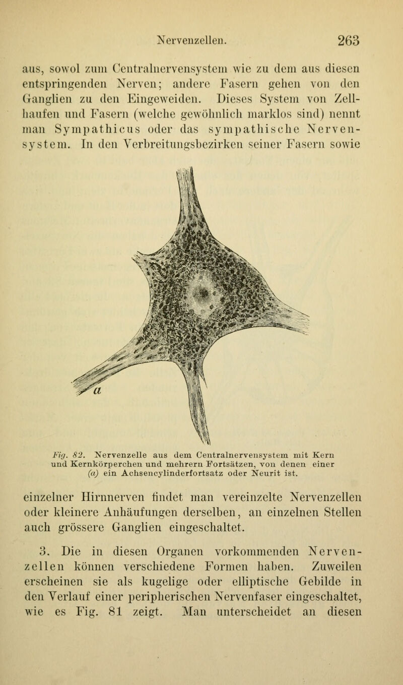 aus, sowol zum Centralnervensystem wie zu dem aus diesen entspringenden Nerven; andere Fasern gehen von den Ganglien zu den Eingeweiden. Dieses System von Zell- haufen und Fasern (welche gewöhnlich marklos sind) nennt man Sympathicus oder das sympathische Nerven- system. In den Verbreitungsbezirken seiner Fasern sowie Fig. 82. Nervenzelle aus dem Centralnervensysteni mit Kern und Kernkörperchen und mehrern Fortsätzen, von denen einer (a) ein Achsencylinderfortsatz oder Neurit ist. einzelner Hirnnerven findet man vereinzelte Nervenzellen oder kleinere Anhäufungen derselben, an einzelnen Stellen auch grössere Ganglien eingeschaltet, 3. Die in diesen Organen vorkommenden Nerven- zellen können verschiedene Formen haben. Zuweilen erscheinen sie als kugelige oder elliptische Gebilde in den Verlauf einer peripherischen Nervenfaser eingeschaltet, wie es Fig. 81 zeigt, Man unterscheidet an diesen