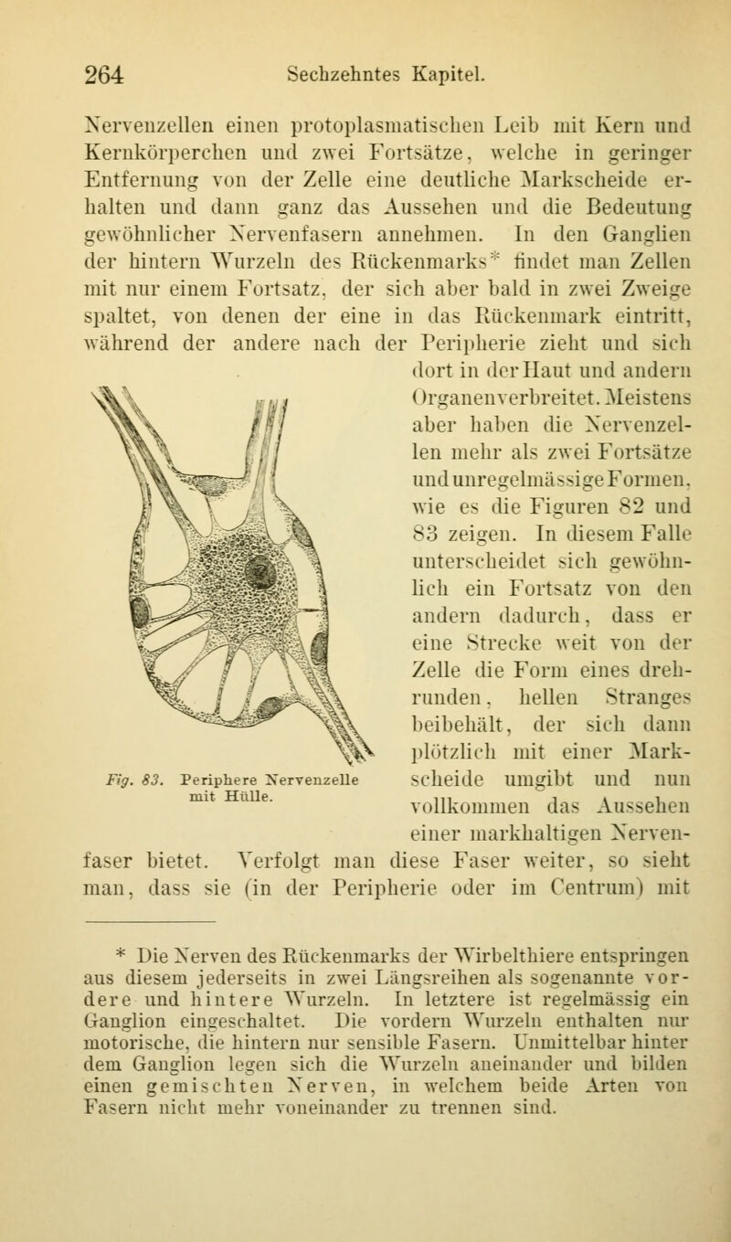 Nervenzellen einen protoplasmatischen Leib mit Kern und Kernkörperchen und zwei Fortsätze, welche in geringer Entfernung von der Zelle eine deutliche Markscheide er- halten und dann ganz das Aussehen und die Bedeutung gewöhnlicher Nervenfasern annehmen. In den Ganglien der hintern Wurzeln des Rückenmarks findet man Zellen mit nur einem Fortsatz, der sich aber bald in zwei Zweige spaltet, von denen der eine in das Rückenmark eintritt, während der andere nach der Peripherie zieht und -ich dort in der Haut und andern ()rganen verbreitet. Meistens aber haben die Nervenzel- len mehr als zwei Fortsätze und anregelmässige Formen, wie es die Figuren 82 und 83 zeigen. In diesem Falle unterscheidet sich gewöhn- lich ein Fortsatz von den andern dadurch, dass er eine Strecke weit von der Zelle die Form eines dreh- runden . hellen Stranges beibehält, der sich dann plötzlich mit einer Mark- scheide umgibt und nun vollkommen das Aussehen einer markhaltigen Nerven- faser bietet. Verfolgt man diese Faser weiter, so sieht man, dass sie (in der Peripherie oder im Centrumi mit Fig. 83. Periphere Nervenzelle mit Hülle. * Die Nerven des Rückenmarks der Wirbelthiere entspringen aus diesem jederseits in zwei Längsreihen als sogenannte vor- dere und hintere Wurzeln. In letztere ist regelmässig ein Ganglion eingeschaltet. Die vordem Wurzeln enthalten nur motorische, die hintern nur sensible Fasern. Unmittelbar hinter dem Ganglion legen sich die Wurzeln aneinander und bilden einen gemischten Nerven, in welchem beide Arten von Fasern nicht mehr voneinander zu trennen sind.