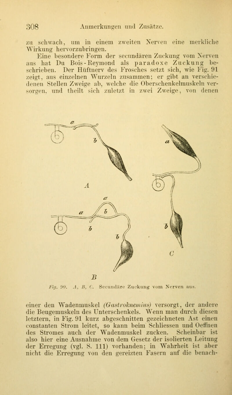 zu schwach, um in einem zweiten Nerven eine merkliche Wirkung hervorzubringen. Eine besondere Form der secundären Zuckung vom Nerven aus hat Du Bois-Reymond als paradoxe Zuckung be- schrieben. Der Hüftnerv des Frosches setzt sich, wie Fig. 91 zeigt, aus einzelnen Wurzeln zusammen: er gibt an verschie- denen Stellen Zweige ab, welche die Oberschenkelmuskeln ver- sorgen, und theilt sich zuletzt in zwei Zweige, von denen Fig. 90. .1. A'. C. Secundäre Zuckung vom Nerven aus einer den Wadenmuskel (GaMroknemius) versorgt, der andere die Beugemuskeln des Unterschenkels. Wenn man durch diesen letztern. in Fig. 91 kurz abgeschnitten gezeichneten Ast einen constanten Strom leitet, so kann beim Schliessen und Oettnen des Stromes auch der Wadenmuskel zucken. Scheinbar ist also hier eine Ausnahme von dem Gesetz der isolierten Leitung der Erregung (vgl. S. 111) vorhanden: in Wahrheit ist aber nicht die Erregung von den gereizten Fasern auf die benach-