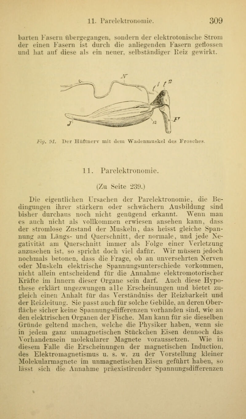 harten Fasern übergegangen, sondern der elektrotonische Strom der einen Pasern ist durch die anliegenden Pasern gefl und hat auf diese als ein neuer, selbständiger Reiz gewirkt. , r J-'i-j. '.'1. Der Hüftnerv mit dem Wadennraskel bes. 11. Parelektronomie. (Zu Seite 239.) Die eigentlichen Ursachen der Parelektronomie, die Be- dingungen ihrer stärkern oder schwachem Ausbildung sind bisher durchaus noch nicht genügend erkannt. Wenn man es auch nicht als vollkommen erwiesen ansehen kann, dass der -tromlose Zustand der Muskeln, das heisst gleiche Span- nung am Längs- und Querschnitt, der normale, und jede Ne- gativität am Querschnitt immer als Folge einer Verletzung anzusehen ist, so spricht doch viel dafür. Wir müssen jedoch nochmals betonen, dass die Frage, ob an unversehrten Nerven oder Muskeln elektrische Spannungsunterschiede vorkommen, nicht allein entscheidend für die Annahme elektromotorischer Kräfte im Innern dieser Organe sein darf. Auch diese Hypo- these erklärt ungezwungen alle Erscheinungen und bietet zu- gleich einen Anhalt für das Verständniss der Reizbarkeit und der Reizleitung, sie passt auch für solche Gebilde, an deren Ober- fläche sicher keine Spannungsdifferenzen vorhanden sind, wie an den elektrischen Organen der Fische. Man kann für sie dieselben Gründe geltend machen, welche die Physiker haben, wenn sie in jedem ganz unmagnetischen Stückchen Fi-en dennoch das Vorhandensein molekularer Magnete voraussetzen. Wie in die-em Falle die Erscheinungen der magnetischen Induction. de? Elektromagnetismus u. s. w. zu der Vorstellung kleiner Molekularmagnete im unmagnetischen Eisen geführt haben, so lässt sich die Annahme präexistirender Spannungsdifferenzen