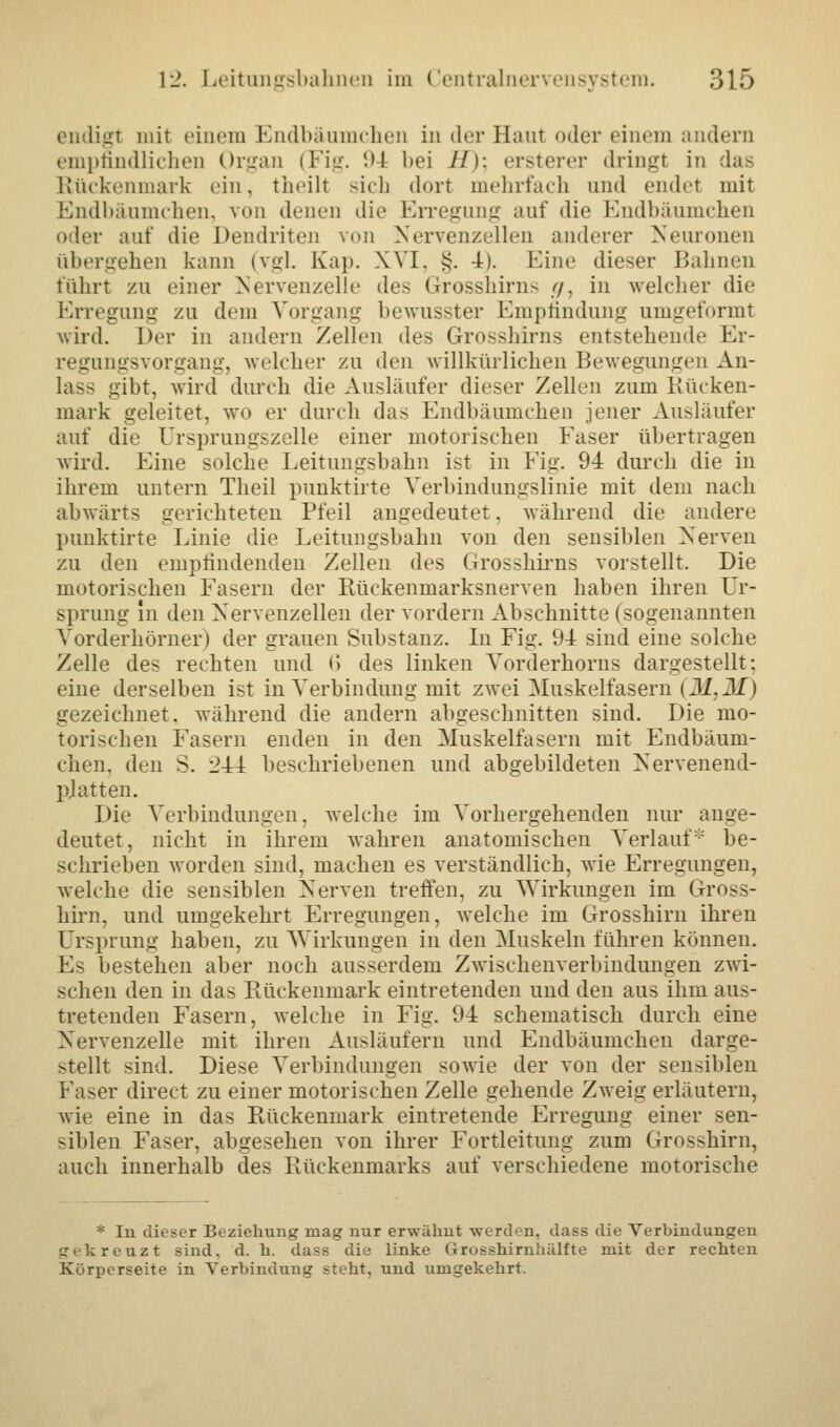 endigl mit einem Endbäumchen in der Haut oder einem andern empfindlichen Organ (Fig. d-k 1 >ei //): ersterer dringt in das Rückenmark ein, theilt sich dort mehrfach und endet mit Endbänmchen, von denen die Erregung auf die Endbäumchen oder auf die Dendriten von Nervenzellen anderer Neuronen übergehen kann (vgl. Kap. XVI, §. 4). Kino dieser Bahnen führt zu einer Nervenzelle des Grrosshirns <jr, in welcher die Erregung zu dem Vorgang bewusster Empfindung umgeformt wird. Der in andern Zellen des Grosshirns entstehende Er- regungsvorgang, welcher zu den willkürlichen Bewegungen An- lass gibt, wird durch die Ausläufer dieser Zellen zum Rücken- mark geleitet, wo er durch das Endbäumchen jener Ausläufer auf die Ursprungszelle einer motorischen Faser übertragen wird. Eine solche Leitungsbahn ist in Fig. 9-4 durch die in ihrem untern Theil punktirte Verbindungslinie mit dem nach abwärts gerichteten Pfeil angedeutet, während die andere punktirte Linie die Leitungsbahn von den sensiblen Nerven zu den empfindenden Zellen des Grosshirns vorstellt. Die motorischen Fasern der Rückenmarksnerven haben ihren Ur- sprung in den Nervenzellen der vordem Abschnitte (sogenannten Yorderhörner) der grauen Substanz. In Fig. 94 sind eine solche Zelle des rechten und <> des linken Yorderhorns dargestellt; eine derselben ist in Verbindung mit zwei Muskelfasern (31.31) gezeichnet, während die andern abgeschnitten sind. Die mo- torischen Fasern enden in den Muskelfasern mit Endbäum- chen. den S. i}44 beschriebenen und abgebildeten Nervenend- platten. Die Verbindungen, welche im Vorhergehenden nur ange- deutet, nicht in ihrem wahren anatomischen Verlauf* be- schrieben worden sind, machen es verständlich, wie Erregungen, welche die sensiblen Nerven treffen, zu Wirkungen im Gross- hirn, und umgekehrt Erregungen, welche im Grosshirn ihren Ursprung haben, zu Wirkungen in den Muskeln führen können. Es bestehen aber noch ausserdem Zwischenverbindungen zwi- schen den in das Rückenmark eintretenden und den aus ihm aus- tretenden Fasern, welche in Fig. 94 schematisch durch eine Nervenzelle mit ihren Ausläufern und Endbäumchen darge- stellt sind. Diese Verbindungen sowie der von der sensiblen Faser direct zu einer motorischen Zelle gehende Zweig erläutern, wie eine in das Rückenmark eintretende Erregung einer sen- siblen Faser, abgesehen von ihrer Fortleitung zum Grosshirn, auch innerhalb des Rückenmarks auf verschiedene motorische * In dieser Beziehung mag nur erwähnt werden, dass die Verbindungen gekreuzt sind. d. h. dass die linke Grosshirnhälfte mit der rechten Kürperseite in Verbindung stellt, und umgekehrt.