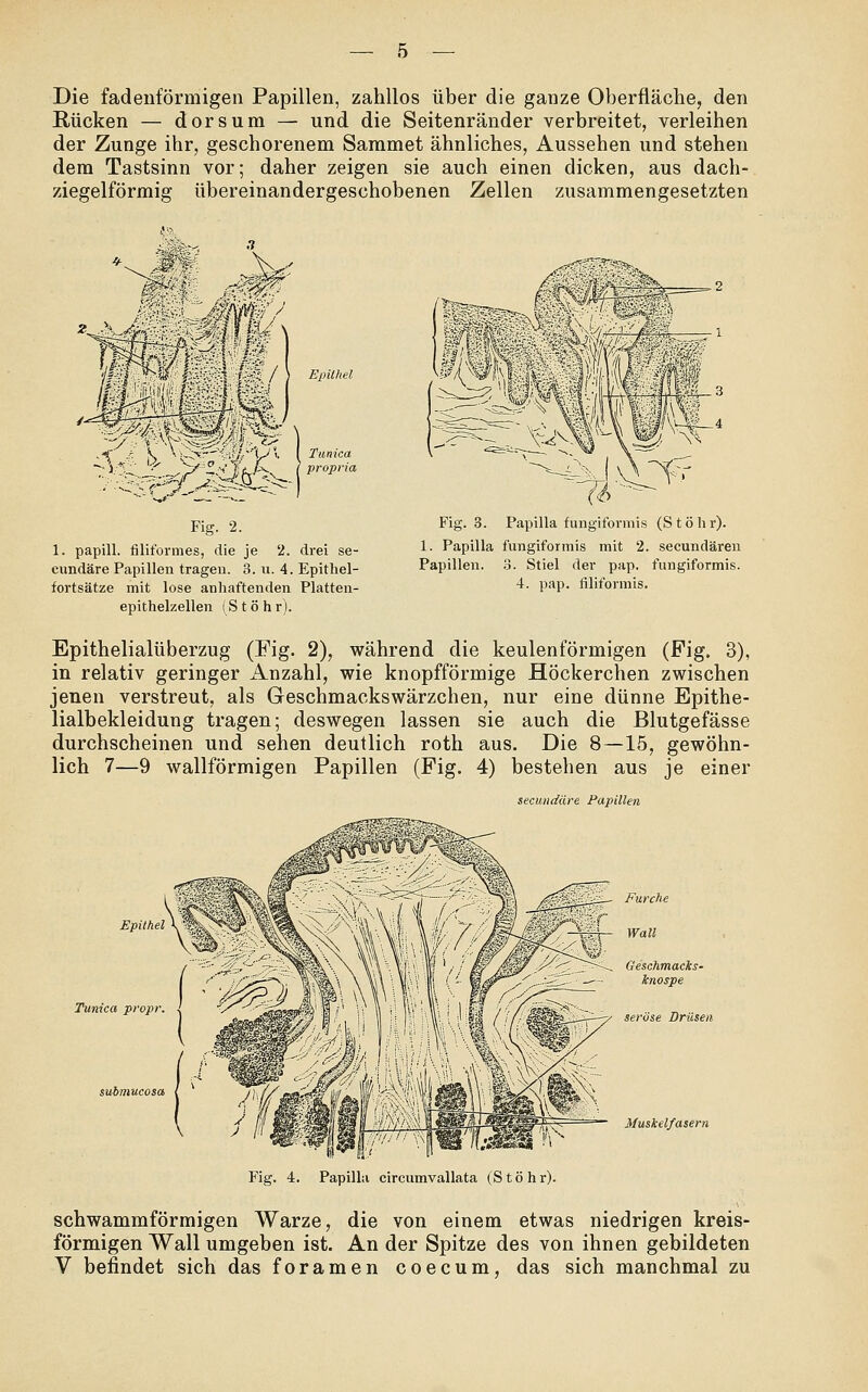 — 5 — Die fadenförmigen Papillen, zahllos über die ganze Oberfläche, den Rücken — dorsura — und die Seitenränder verbreitet, verleihen der Zunge ihr, geschorenem Sammet ähnliches, Aussehen und stehen dem Tastsinn vor; daher zeigen sie auch einen dicken, aus dach- ziegelförmig übereinandergeschobenen Zellen zusammengesetzten MmML Epithel Tiinica propria Fig. 2. 1. papill. filiformes, die je 2. drei se- cundäre Papillen tragen. 3. u. 4. Epithel- fortsätze mit lose anhaftenden Platten- epithelzellen (Stöhr). Fig. 3. Papilla fungiformis (Stöhr). 1. Papilla fungiformis mit 2. secundären Papillen. 3. Stiel der pap. fungiformis. 4. pap. filiformis. Epithelialüberzug (Fig. 2), während die keulenförmigen (Fig. 3), in relativ geringer Anzahl, wie knopfförmige Höckerchen zwischen jenen verstreut, als Geschmackswärzchen, nur eine dünne Epithe- lialbekleidung tragen; deswegen lassen sie auch die Blutgefässe durchscheinen und sehen deutlich roth aus. Die 8—15, gewöhn- lich 7—9 wallförmigen Papillen (Fig. 4) bestehen aus je einer secundäre Papillen se)üse Drüsen Muskelfasern Fig. 4. Papilla circumvallata (Stöhr). schwammförmigen Warze, die von einem etwas niedrigen kreis- förmigen Wall umgeben ist. An der Spitze des von ihnen gebildeten