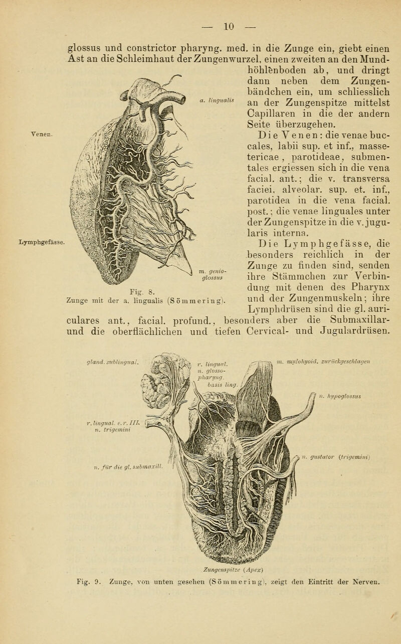 a. UngualU glossus und constrictor pharyng. med. in die Zunge ein, giebt einen Ast an die Schleimhaut der Zungenwurzel, einen zweiten an den Mund- höhlenboden ab, und dringt dann neben dem Zungen- bändchen ein, um schliesslich au der Zungenspitze mittelst Capillaren in die der andern Seite überzugehen, ^enen. /^'-'i'^MläMili^^ 'S^-^ \ D i c Y 6 n c n : die venae buc- cales, labii sup. et inf., masse- tericae , parotideae. submen- tales ergiessen sich in die vena facial. ant.; die v. transversa faciei. alveolar, sup. et. inf., parotidea in die vena facial. post,: die venae linguales unter der Zungenspitze in die v. jugu- ^ ^ ^^ laris interna. Lymphgefässe. 'Ir^^fc^S:;^^^V^ijf''^ Die Ljmphgefässe, die besonders reichlich in der Zunge zu finden sind, senden ihre Stämmchen zur Verbin- dung mit denen des Pharynx und der Zungenmuskeln; ihre Lymphdrüsen sind die gl. auri- culares ant.. facial. profund., besonders aber die Submaxillar- und die oberflächlichen und tiefen Cervical- und Jugulardrüsen. Zunge mit der Fig. . lingualis (S ömm ering' gland. srtblinguai r. lingual, e. r. IIL n. triaemini n. für die gl.subinaiill f !i> mvlohtioid. zurUckgeschlagen !i. hupoglossus >i. gustator (triaemini) Fig. 9. Zungenspitze (Apex) Zunge, vou unten gesehen (Sömni erin gi, zeigt den Eintritt der Nerven.