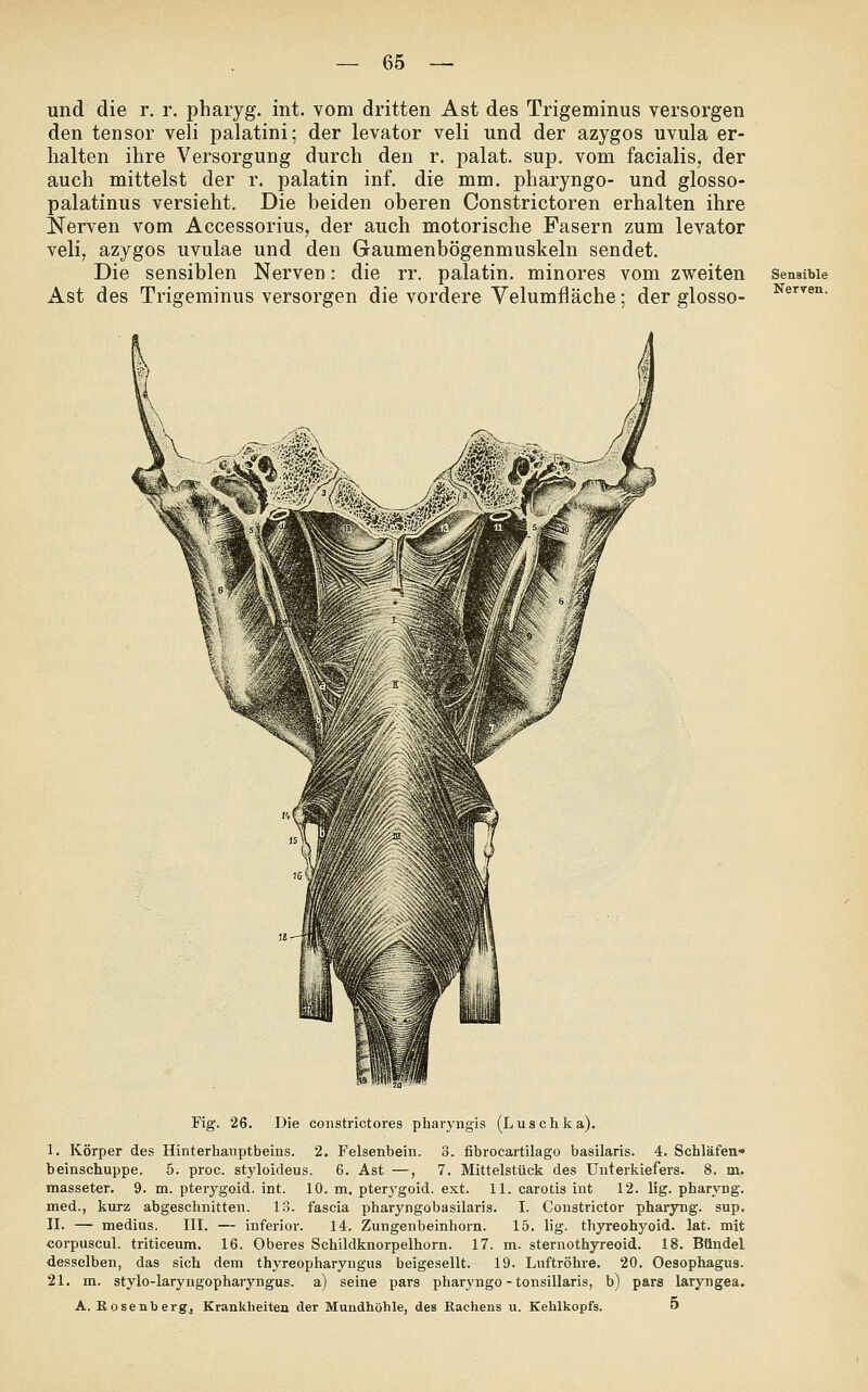 und die r. r. pharyg. int. vom dritten Ast des Trigeminus versorgen den tensor veli palatini; der levator veli und der azygos uvula er- halten ihre Versorgung durch den r. palat. sup. vom facialis, der auch mittelst der r. palatin inf. die mm. pharyngo- und glosso- palatinus versieht. Die beiden oberen Constrictoren erhalten ihre Nerven vom Accessorius, der auch motorische Fasern zum levator veli, azygos uvulae und den Gaumenbögenmuskeln sendet. Die sensiblen Nerven: die rr. palatin. minores vom zweiten Ast des Trigeminus versorgen die vordere Yelumfläche; der glosso- Senaible Nerven. Fig. 26. Die constrictores pharyngis (Luschka). I. Körper des Hinterhauptbeins. 2. Felsenbein. 3. fibrocartilago basilaris. 4. Schläfen« beinschuppe. 5. proc. styloideus. 6. Ast —, 7. Mittelstück des Unterkiefers. 8. m. masseter. 9. m. pterygoid. int. 10. m. pterygoid. ext. 11. carotis int 12. lig. pharyng. med., kurz abgeschnitten. 1.3. fascia pharyngobasilaris. I. Constrictor pharyng. sup. II. — medius. III. — inferior. 14. Zungenbeinhorn. 15. lig. thyreohyoid. lat. mit corpuscul. triticeum. 16. Oberes Schildknorpelhorn. 17. m. sternothyreoid. 18. Bündel desselben, das sich dem thyreopharyngus beigesellt. 19. Luftröhre. 20. Oesophagus. 21. m. stylo-laryngopharyngus. a) seine pars pharyngo - tonsillaris, b) pars laryngea. A. Eosenbergj Krankheiten der Mundhöhle, des Rachens u. Kehlkopfs. 5