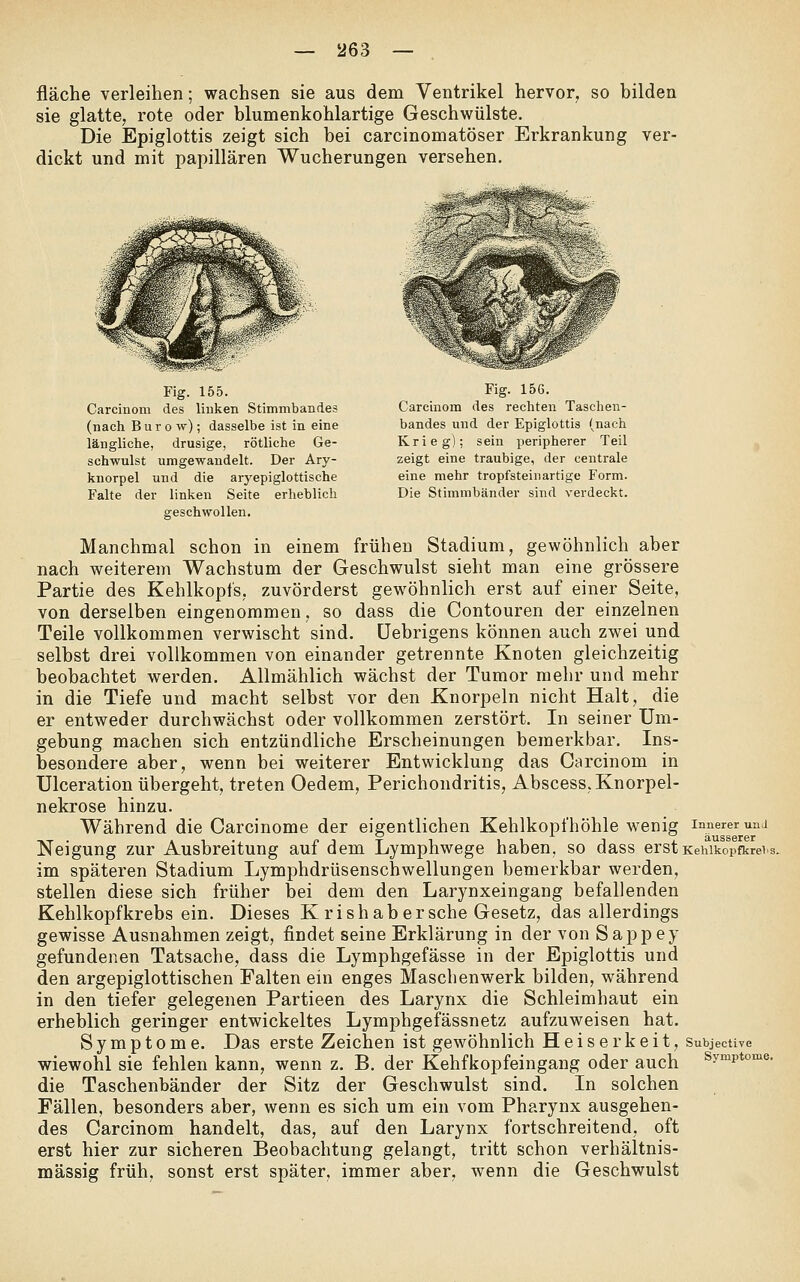 fläche verleihen; wachsen sie aus dem Ventrikel hervor, so bilden sie glatte, rote oder blumenkohlartige Geschwülste. Die Epiglottis zeigt sich bei carcinomatöser Erkrankung ver- dickt und mit papillären Wucherungen versehen. Fig. 155. Carcinom des linken Stimmbandes (nach B u r 0 w); dasselbe ist in eine längliche, drusige, rötliche Ge- schwulst umgewandelt. Der Ary- knorpel und die aryepiglottische Falte der linken Seite erlieblich geschwollen. Fig. 156. Carcinom des rechten Taschen- bandes und der Epiglottis (nach Krieg); sein peripherer Teil zeigt eine traubige, der centrale eine mehr tropfsteinartige Form. Die Stimmbänder sind verdeckt. Manchmal schon in einem frühen Stadium, gewöhnlich aber nach weiterem Wachstum der Geschwulst sieht man eine grössere Partie des Kehlkopfs, zuvörderst gewöhnlich erst auf einer Seite, von derselben eingenommen, so dass die Contouren der einzelnen Teile vollkommen verwischt sind, üebrigens können auch zwei und selbst drei vollkommen von einander getrennte Knoten gleichzeitig beobachtet werden. Allmählich wächst der Tumor mehr und mehr in die Tiefe und macht selbst vor den Knorpeln nicht Halt, die er entweder durchwächst oder vollkommen zerstört. In seiner Um- gebung machen sich entzündliche Erscheinungen bemerkbar. Ins- besondere aber, wenn bei weiterer Entwicklung das Carcinom in Ulceration übergeht, treten Oedem, Perichondritis, Abscess.Knorpel- nekrose hinzu. Während die Carcinome der eigentlichen Kehlkopfhöhle wenig innerer una Neigung zur Ausbreitung auf dem Lymphwege haben, so dass erstKehikopfkreis. im späteren Stadium Lymphdrüsenschwellungen bemerkbar werden, stellen diese sich früher bei dem den Larynxeingang befallenden Kehlkopfkrebs ein. Dieses K rishab ersehe Gesetz, das allerdings gewisse Ausnahmen zeigt, findet seine Erklärung in der von Sappey gefundenen Tatsache, dass die Lymphgefässe in der Epiglottis und den argepiglottischen Falten ein enges Maschenwerk bilden, während in den tiefer gelegenen Partieen des Larynx die Schleimhaut ein erheblich geringer entwickeltes Lymphgefässnetz aufzuweisen hat. Symptome. Das erste Zeichen ist gewöhnlich Heiserkeit, Subjective wiewohl sie fehlen kann, wenn z. B. der Kehfkopfeingang oder auch Symptome. die Taschenbänder der Sitz der Geschwulst sind. In solchen Fällen, besonders aber, wenn es sich um ein vom Pharynx ausgehen- des Carcinom handelt, das, auf den Larynx fortschreitend, oft erst hier zur sicheren Beobachtung gelangt, tritt schon verhältnis- mässig früh, sonst erst später, immer aber, wenn die Geschwulst