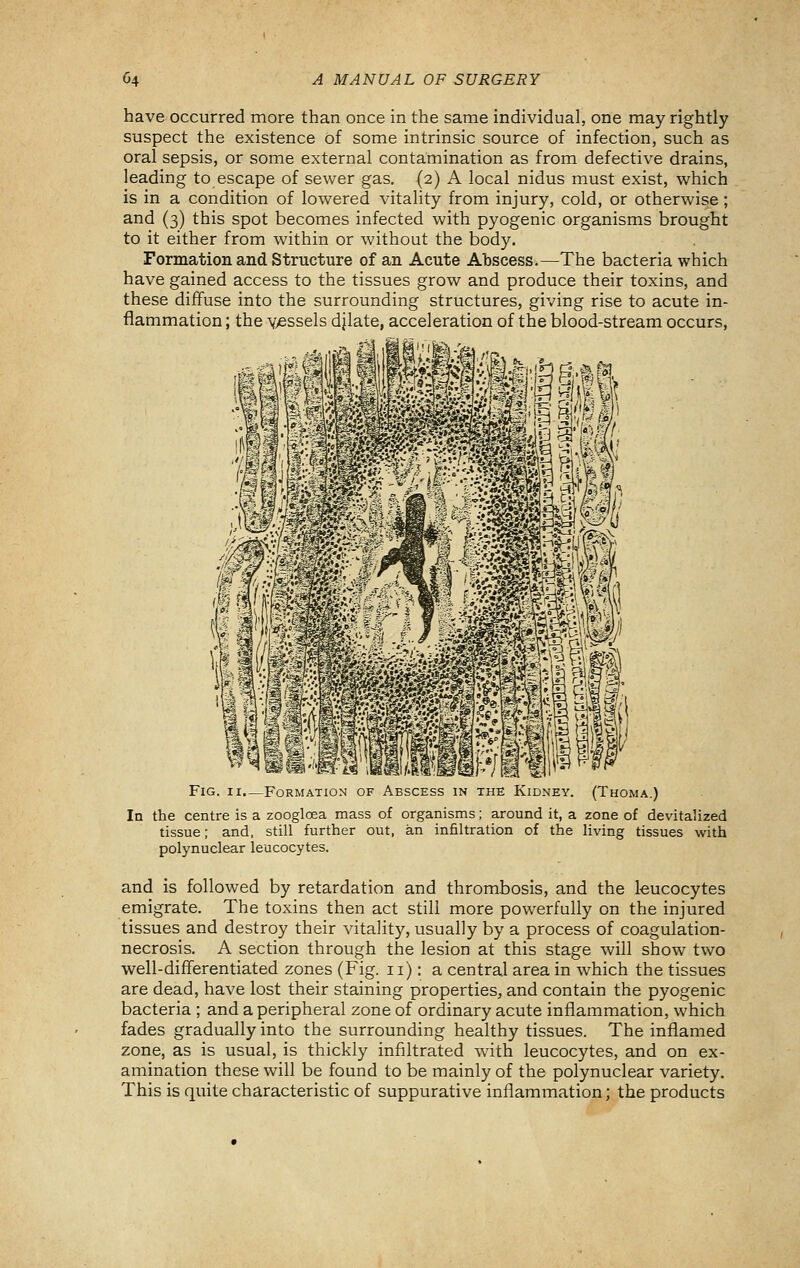 have occurred more than once in the same individual, one may rightly suspect the existence of some intrinsic source of infection, such as oral sepsis, or some external contamination as from defective drains, leading to escape of sewer gas. (2) A local nidus must exist, which is in a condition of lowered vitality from injury, cold, or otherwise ; and (3) this spot becomes infected with pyogenic organisms brought to it either from within or without the body. Formation and Structure of an Acute Abscess.—The bacteria which have gained access to the tissues grow and produce their toxins, and these diffuse into the surrounding structures, giving rise to acute in- flammation ; the Y>essels djlate, acceleration of the blood-stream occurs, mmmwi Fig. II.—Formation of Abscess in the Kidney. (Thoma.) In the centre is a zooglcea mass of organisms; around it, a zone of devitalized tissue; and, still further out, an infiltration of the living tissues with polynuclear leucocytes. and is followed by retardation and thrombosis, and the leucocytes emigrate. The toxins then act still more powerfully on the injured tissues and destroy their vitality, usually by a process of coagulation- necrosis. A section through the lesion at this stage will show two well-differentiated zones (Fig. 11): a central area in which the tissues are dead, have lost their staining properties, and contain the pyogenic bacteria ; and a peripheral zone of ordinary acute inflammation, which fades gradually into the surrounding healthy tissues. The inflamed zone, as is usual, is thickly infiltrated with leucocytes, and on ex- amination these will be found to be mainly of the polynuclear variety. This is quite characteristic of suppurative inflammation; the products