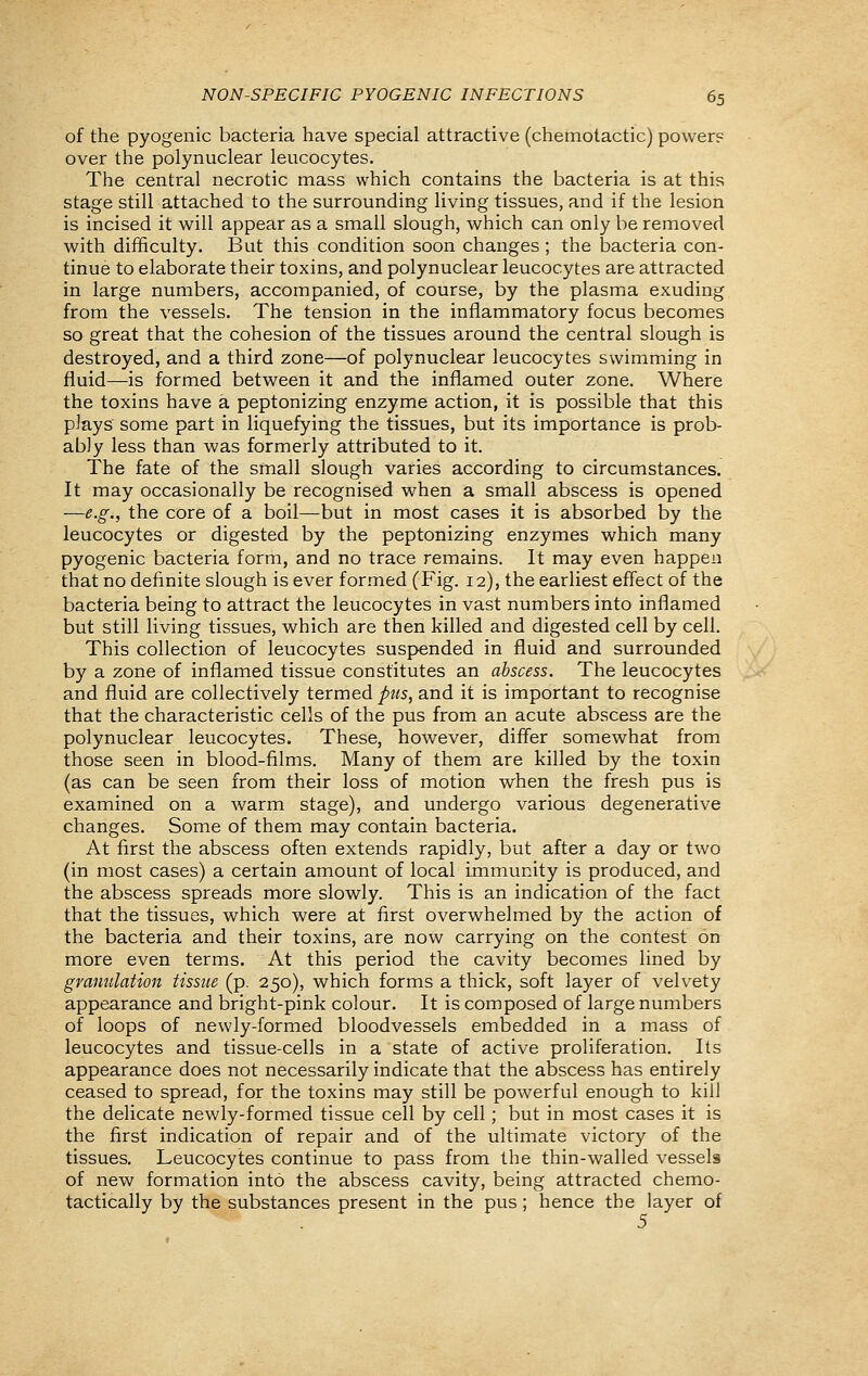 of the pyogenic bacteria have special attractive (chemotactic) power? over the polynuclear leucocytes. The central necrotic mass which contains the bacteria is at this stage still attached to the surrounding living tissues, and if the lesion is incised it will appear as a small slough, which can only be removed with difficulty. But this condition soon changes ; the bacteria con- tinue to elaborate their toxins, and polynuclear leucocytes are attracted in large numbers, accompanied, of course, by the plasma exuding from the vessels. The tension in the inflammatory focus becomes so great that the cohesion of the tissues around the central slough is destroyed, and a third zone—of polynuclear leucocytes swimming in fluid—is formed between it and the inflamed outer zone. Where the toxins have a peptonizing enzyme action, it is possible that this plays some part in liquefying the tissues, but its importance is prob- ably less than was formerly attributed to it. The fate of the small slough varies according to circumstances. It may occasionally be recognised when a small abscess is opened —e.g., the core of a boil—but in most cases it is absorbed by the leucocytes or digested by the peptonizing enzymes which many pyogenic bacteria form, and no trace remains. It may even happen that no definite slough is ever formed (Fig. 12), the earliest effect of the bacteria being to attract the leucocytes in vast numbers into inflamed but still living tissues, which are then killed and digested cell by cell. This collection of leucocytes suspended in fluid and surrounded by a zone of inflamed tissue constitutes an abscess. The leucocytes and fluid are collectively termed pits, and it is important to recognise that the characteristic cells of the pus from an acute abscess are the polynuclear leucocytes. These, however, differ somewhat from those seen in blood-films. Many of them are killed by the toxin (as can be seen from their loss of motion when the fresh pus is examined on a warm stage), and undergo various degenerative changes. Some of them may contain bacteria. At first the abscess often extends rapidly, but after a day or two (in most cases) a certain amount of local immunity is produced, and the abscess spreads more slowly. This is an indication of the fact that the tissues, which were at first overwhelmed by the action of the bacteria and their toxins, are now carrying on the contest on more even terms. At this period the cavity becomes lined by granulation tissue (p. 250), which forms a thick, soft layer of velvety appearance and bright-pink colour. It is composed of large numbers of loops of newly-formed bloodvessels embedded in a mass of leucocytes and tissue-cells in a state of active proliferation. Its appearance does not necessarily indicate that the abscess has entirely ceased to spread, for the toxins may still be powerful enough to kill the delicate newly-formed tissue cell by cell; but in most cases it is the first indication of repair and of the ultimate victory of the tissues. Leucocytes continue to pass from the thin-walled vessels of new formation into the abscess cavity, being attracted chemo- tactically by the substances present in the pus ; hence the layer of