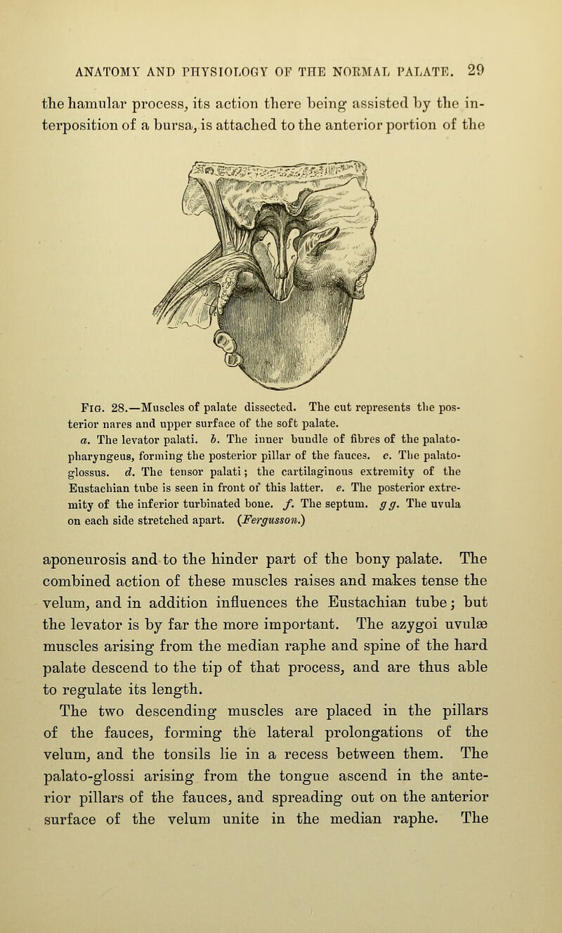 the hamular process^ its action there being assisted by the in- terposition of a bursa, is attached to the anterior portion of the Fig. 28.—Muscles of palate dissected. The cut represents the pos- terior nares and upper surface of the soft palate. a. The levator palati. h. The inner bundle of fibres of the palato- pharyngeus, forming the posterior pillar of the fauces, c. The palato- glossus, d. The tensor palati; the cartilaginous extremity of the Eustachian tube is seen in front of this latter, e. The posterior extre- mity of the inferior turbinated bone. /. The septum, g g. The uvula on each side stretched apart. {Fergusson.) aponeurosis and to the hinder part of the bony palate. The combined action of these muscles raises and makes tense the velum, and in addition influences the Eustachian tube; but the levator is by far the more important. The azygoi uvulae muscles arising from the median raphe and spine of the hard palate descend to the tip of that process, and are thus able to regulate its length. The two descending muscles are placed in the pillars of the fauces, forming the lateral prolongations of the velum, and the tonsils lie in a recess between them. The palato-glossi arising from the tongue ascend in the ante- rior pillars of the fauces, and spreading out on the anterior surface of the velum unite in the median raphe. The