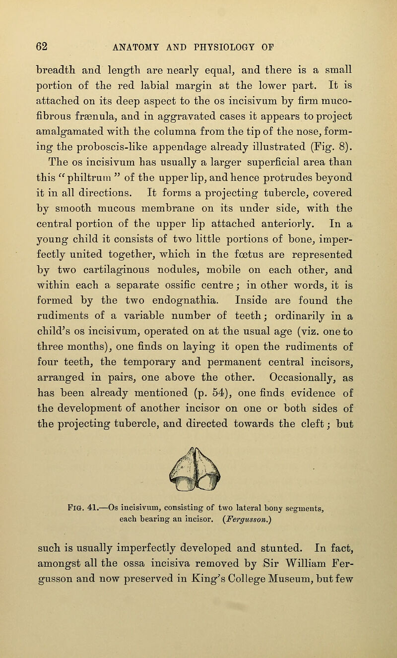 breadth and length are nearly equals and there is a small portion of the red labial margin at the lower part. It is attached on its deep aspect to the os incisivum by firm muco- fibrous frsenula, and in aggravated cases it appears to project amalgamated with the columna from the tip of the nose^ form- ing the proboscis-like appendage already illustrated (Fig. 8). The OS incisivum has usually a larger superficial area than this philtrum  of the upper lip, and hence protrudes beyond it in all directions. It forms a projecting tubercle, covered by smooth mucous membrane on its under side, with the central portion of the upper lip attached anteriorly. In a young child it consists of two little portions of bone, imper- fectly united together, which in the foetus are represented by two cartilaginous nodules, mobile on each other, and within each a separate ossific centre; in other words, it is formed by the two endognathia. Inside are found the rudiments of a variable number of teeth; ordinarily in a child's OS incisivum, operated on at the usual age (viz. one to three months), one finds on laying it open the rudiments of four teeth, the temporary and permanent central incisors, arranged in pairs, one above the other. Occasionally, as has been already mentioned (p. 54), one finds evidence of the development of another incisor on one or both sides of the projecting tubercle, and directed towards the cleft; but Fia. 41.—Os incisivum, consisting of two lateral bony segments, each bearing an incisor. (Fergusson.) such is usually imperfectly developed and stunted. In fact, amongst all the ossa incisiva removed by Sir William Fer- gusson and now preserved in King's College Museum, but few