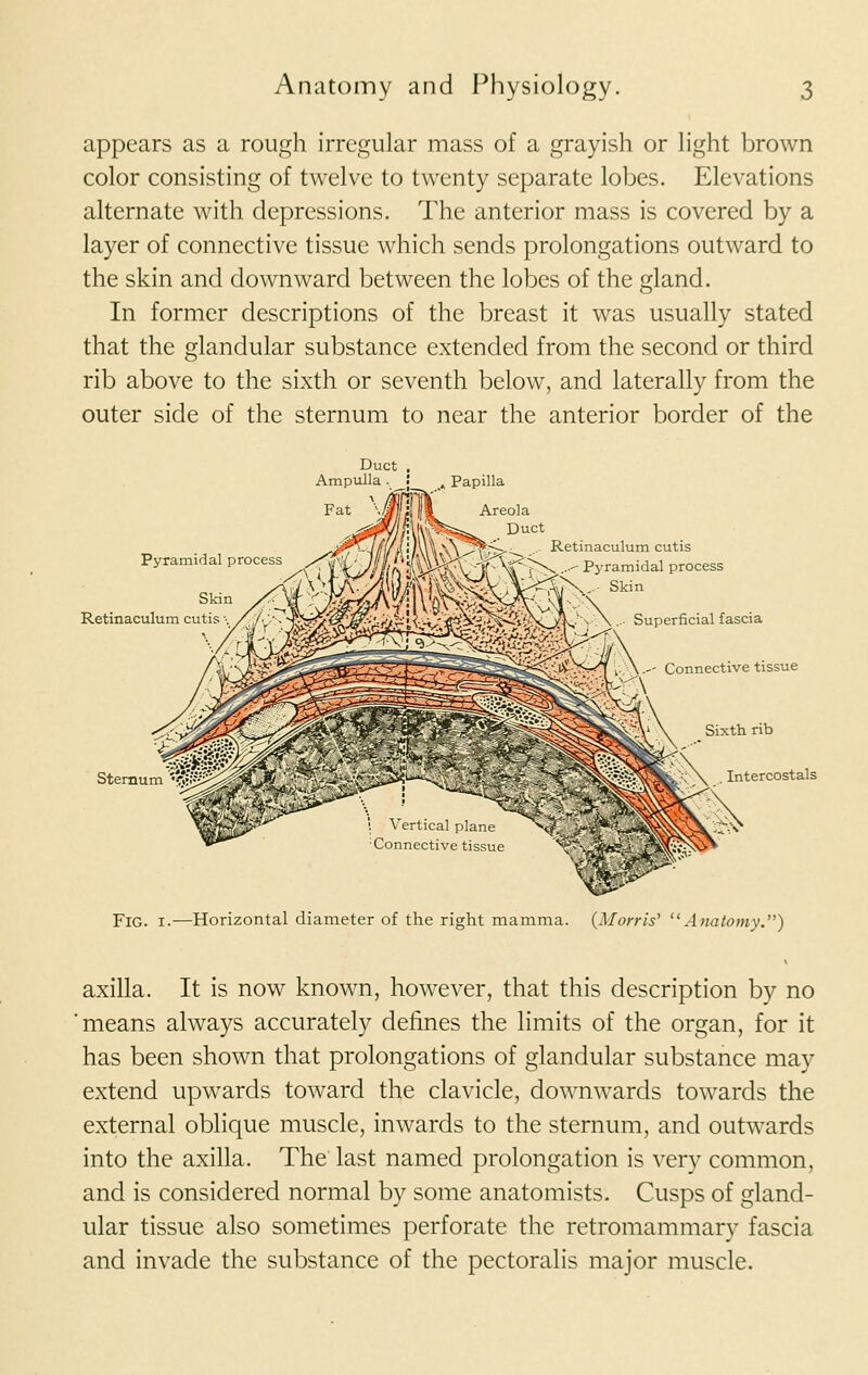 appears as a rough irregular mass of a grayish or light brown color consisting of twelve to twenty separate lobes. Elevations alternate with depressions. The anterior mass is covered by a layer of connective tissue which sends prolongations outward to the skin and downward between the lobes of the gland. In former descriptions of the breast it was usually stated that the glandular substance extended from the second or third rib above to the sixth or seventh below, and laterally from the outer side of the sternum to near the anterior border of the Papilla Fig. i.—Horizontal diameter of the right mamma. {Morris' Anatomy.) axilla. It is now known, however, that this description by no means always accurately defines the limits of the organ, for it has been shown that prolongations of glandular substance may extend upwards toward the clavicle, downwards towards the external oblique muscle, inwards to the sternum, and outwards into the axilla. The last named prolongation is very common, and is considered normal by some anatomists. Cusps of gland- ular tissue also sometimes perforate the retromammary fascia and invade the substance of the pectoralis major muscle.