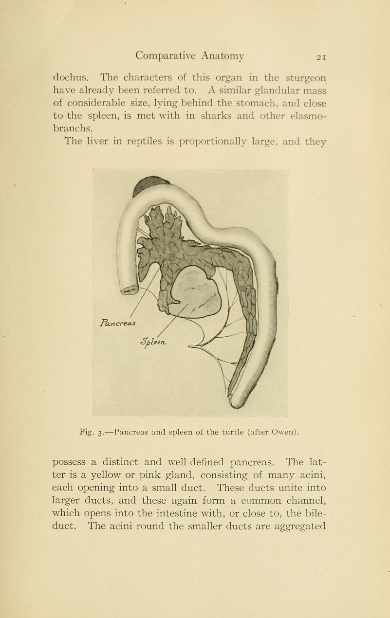 dochus. The characters of this organ in the sturgeon have already been referred to. A similar glandular mass of considerable size, lying behind the stomach, and close to the spleen, is met with in sharks and other elasmo- branchs. The liver in reptiles is proportionally large, and they To. Fig. 3.—Pancreas and spleen of the turtle (after Owen). possess a distinct and well-defined pancreas. The lat- ter is a yellow or pink gland, consisting of many acini, each opening into a small duct. These ducts unite into larger ducts, and these again form a common channel, which opens into the intestine with, or close to, the bile- duct. The acini round the smaller ducts are aggregated