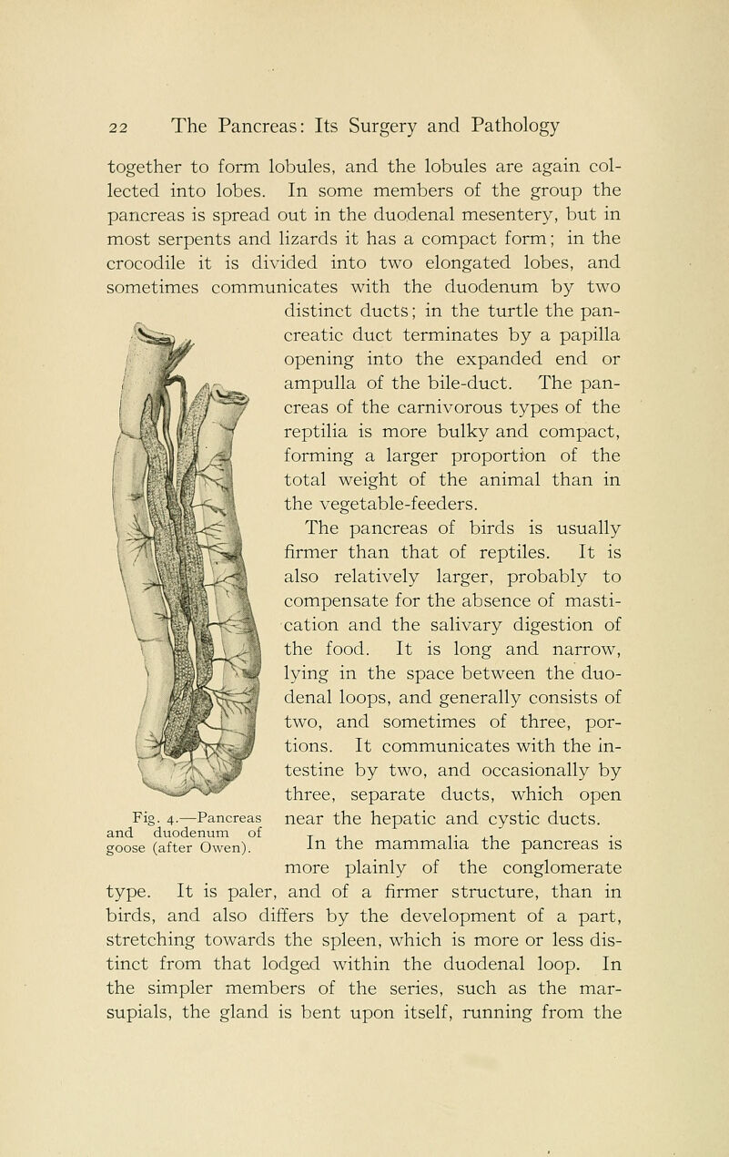 together to form lobules, and the lobules are again col- lected into lobes. In some members of the group the pancreas is spread out in the duodenal mesentery, but in most serpents and lizards it has a compact form; in the crocodile it is divided into two elongated lobes, and sometimes communicates with the duodenum by two distinct ducts; in the turtle the pan- creatic duct terminates by a papilla opening into the expanded end or ampulla of the bile-duct. The pan- creas of the carnivorous types of the reptilia is more bulky and compact, forming a larger proportion of the total weight of the animal than in the vegetable-feeders. The pancreas of birds is usually firmer than that of reptiles. It is also relatively larger, probably to compensate for the absence of masti- cation and the salivary digestion of the food. It is long and narrow, lying in the space between the duo- denal loops, and generally consists of two, and sometimes of three, por- tions. It communicates with the in- testine by two, and occasionally by three, separate ducts, which open near the hepatic and cystic ducts. In the mammalia the pancreas is more plainly of the conglomerate type. It is paler, and of a firmer structure, than in birds, and also differs by the development of a part, stretching towards the spleen, which is more or less dis- tinct from that lodged within the duodenal loop. In the simpler members of the series, such as the mar- supials, the gland is bent upon itself, running from the Fig. 4.—Pancreas and duodenum of goose (after Owen).