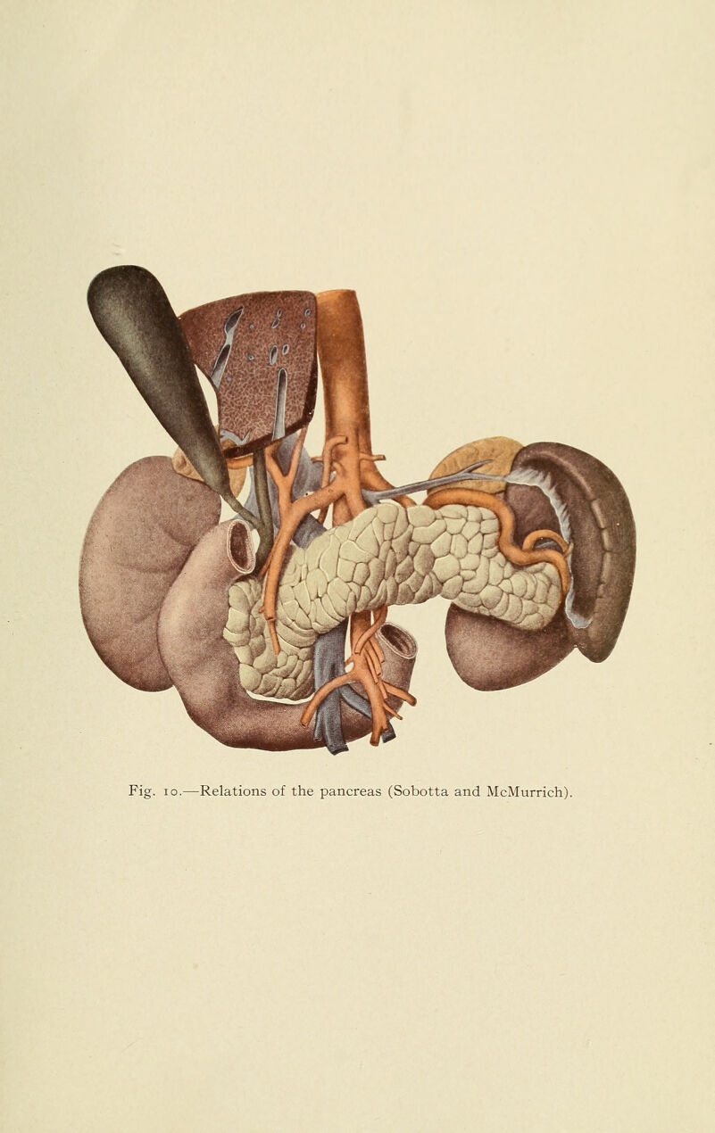 Fig. 10.—Relations of the pancreas (Sobotta and McMurrich).