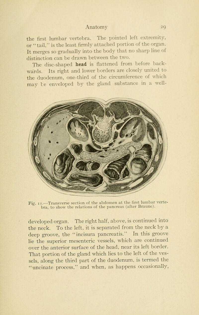 the first lumbar vertebra. The pointed left extremity, or tail, is the least firmly attached portion of the organ. It merges so gradually into the body that no sharp line of distinction can be drawn between the two. The disc-shaped head is flattened from before back- wards. Its right and lower borders are closely united to the duodenum, one-third of the circumference of which may te enveloped by the gland substance in a well- pig_ ji_—Transverse section of the abdomen at the first lumbar verte- bra, to show the relations of the pancreas (after Braune). developed organ. The right half, above, is continued into the neck. To the left, it is separated from the neck by a deep groove, the incisura pancreatis. In this groove lie the superior mesenteric vessels, which are continued over the anterior surface of the head, near its left border. That portion of the gland which lies to the left of the ves- sels, along the third part of the duodenum, is termed the uncinate process, and when, as happens occasionally.