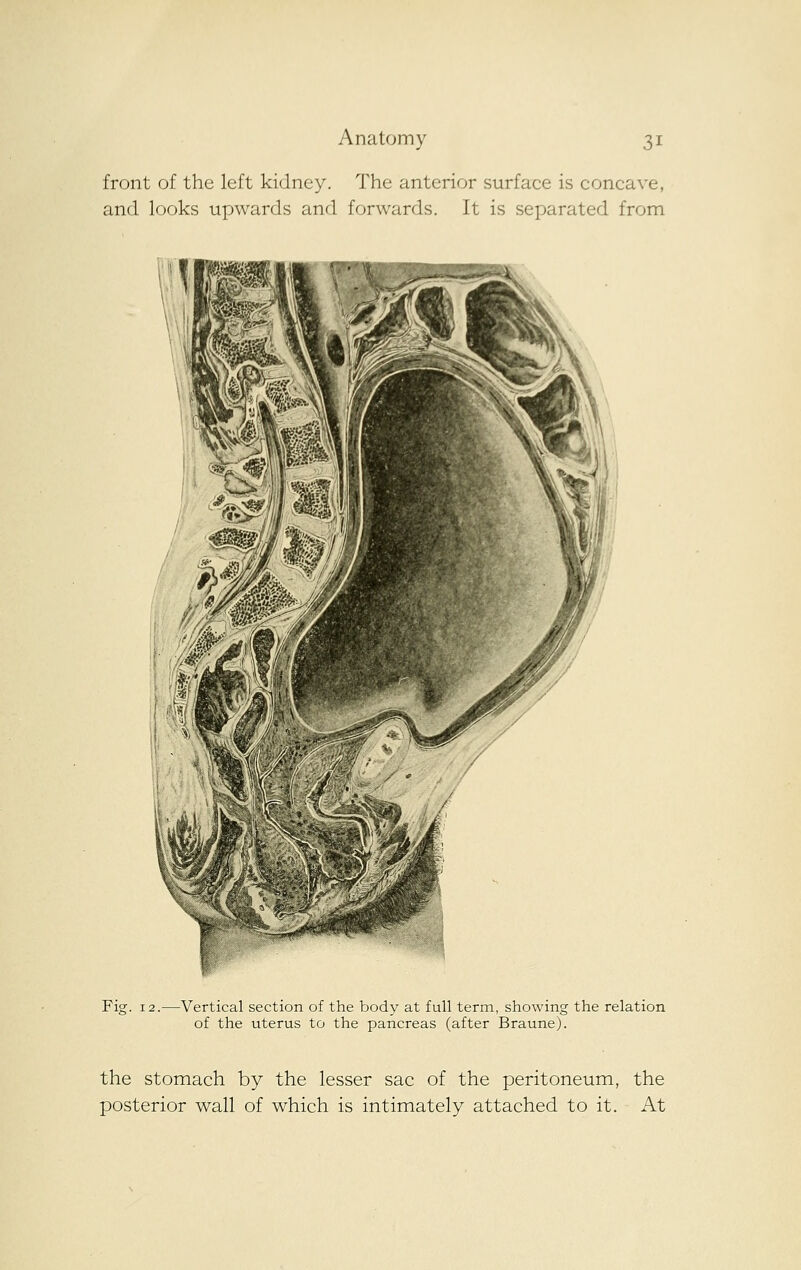 front of the left kidney. The anterior surface is concave, and looks upwards and forwards. It is separated from Fig. 12.—Vertical section of the body at full term, showing the relation of the uterus to the pancreas (after Braune). the stomach by the lesser sac of the peritoneum, the posterior wall of which is intimately attached to it. At