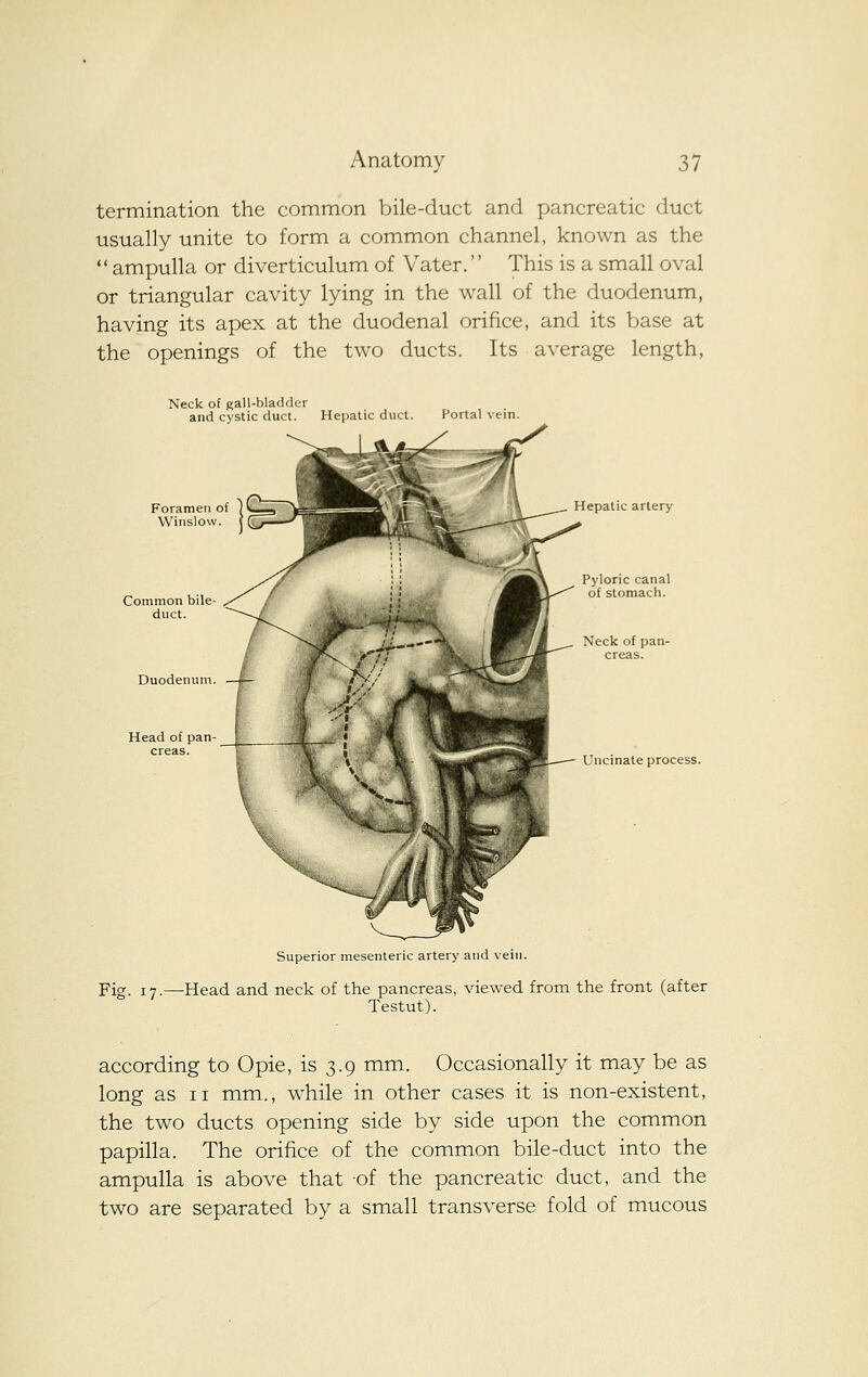 termination the common bile-duct and pancreatic duct usually unite to form a common channel, known as the  ampulla or diverticulum of Vater.'' This is a small oval or triangular cavity lying in the wall of the duodenum, having its apex at the duodenal orifice, and its base at the openings of the two ducts. Its average length, Neck of gall-bladder and cystic duct. Hepatic duct. Portal vein. Common bile duct. Duoden Hepatic artery Head of pan creas. Uncinate process. Superior mesenteric artery and vein. Fig. 17.—Head and neck of the pancreas, viewed from the front (after Testut). according to Opie, is 3.9 mm. Occasionally it may be as long as II mm., while in other cases it is non-existent, the two ducts opening side by side upon the common papilla. The orifice of the common bile-duct into the ampulla is above that of the pancreatic duct, and the two are separated by a small transverse fold of mucous