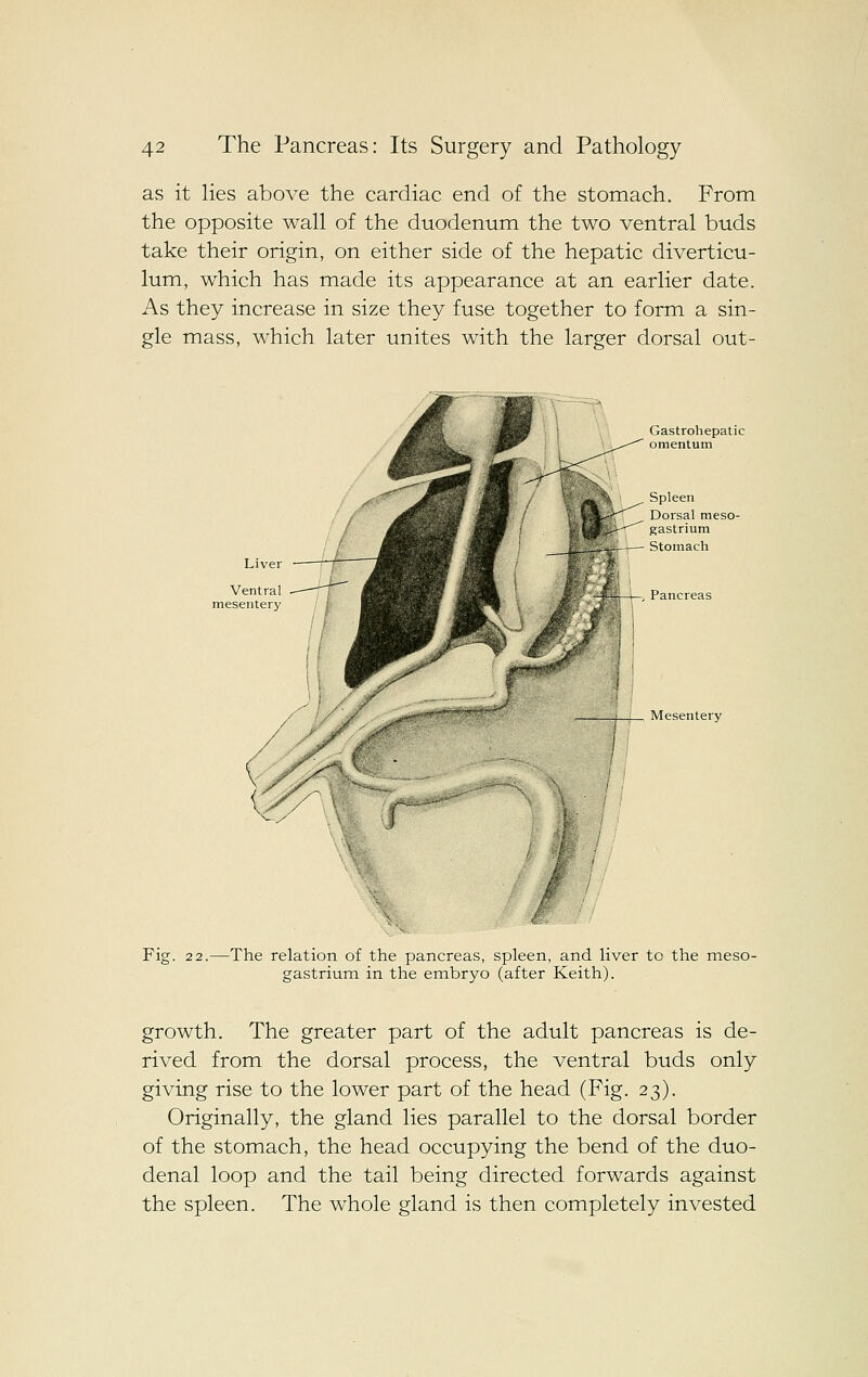 as it lies above the cardiac end of the stomach. From the opposite wall of the duodenum the two ventral buds take their origin, on either side of the hepatic diverticu- lum, which has made its appearance at an earlier date. As they increase in size they fuse together to form a sin- gle mass, which later unites with the larger dorsal out- Gastrohepatic omentum Spleen Dorsal meso- gastrium — Stomach Mesentery // Fig. 2 2.—The relation of the pancreas, spleen, and liver to the xneso- gastrium in the embryo (after Keith). growth. The greater part of the adult pancreas is de- rived from the dorsal process, the ventral buds only giving rise to the lower part of the head (Fig. 23). Originally, the gland lies parallel to the dorsal border of the stomach, the head occupying the bend of the duo- denal loop and the tail being directed forwards against the spleen. The whole gland is then completely invested