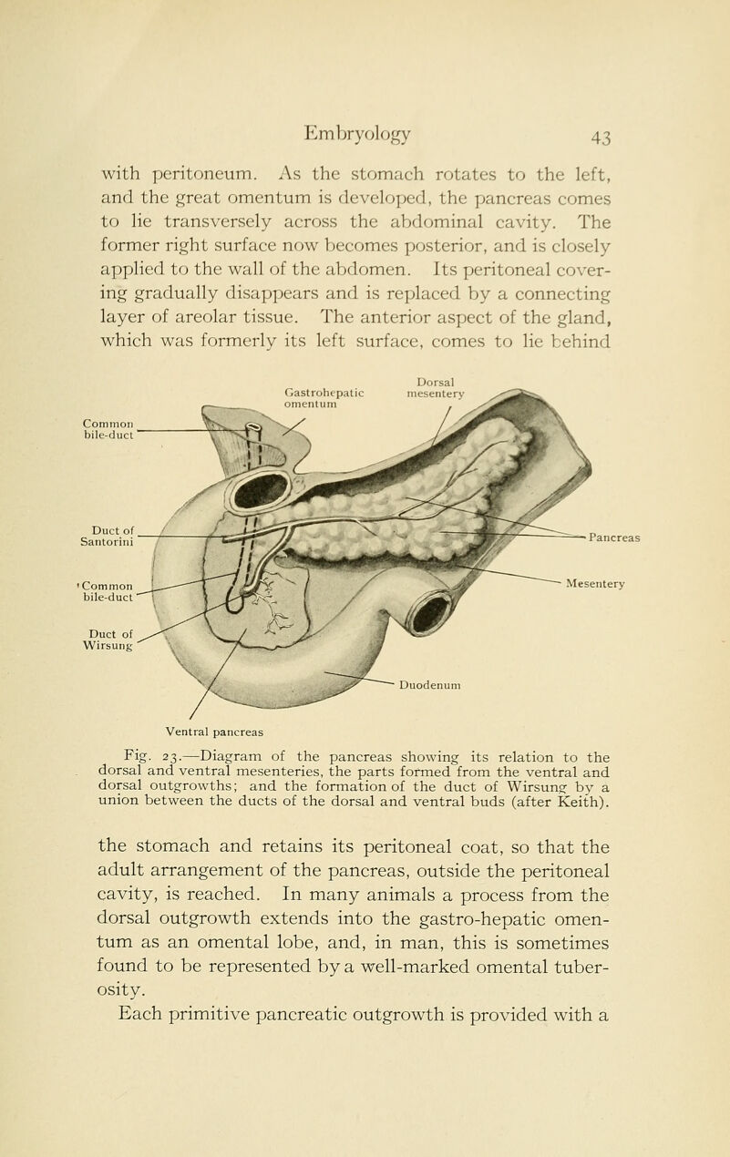 with peritoneum. As the stomach rotates to the left, and the great omentum is developed, the pancreas comes to lie transversely across the abdominal cavity. The former right surface now becomes posterior, and is closely applied to the wall of the abdomen. Its peritoneal cover- ing gradually disappears and is replaced by a connecting layer of areolar tissue. The anterior aspect of the gland, which was formerly its left surface, comes to lie behind Dorsal Gastrohepatic mesentery omentum Common bile-ducl ~ Pancreas Mesentery Duct of Wirsung Duodenum Ventral pancreas Fig. 23.—Diagram of the pancreas showing its relation to the dorsal and ventral mesenteries, the parts formed from the ventral and dorsal outgrowths; and the formation of the duct of Wirsung by a union between the ducts of the dorsal and ventral buds (after Keith). the stomach and retains its peritoneal coat, so that the adult arrangement of the pancreas, outside the peritoneal cavity, is reached. In many animals a process from the dorsal outgrowth extends into the gastro-hepatic omen- tum as an omental lobe, and, in man, this is sometimes found to be represented by a well-marked omental tuber- osity. Each primitive pancreatic outgrowth is provided with a