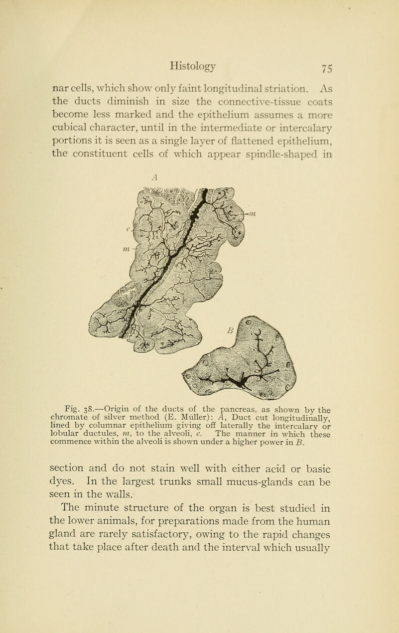 nar cells, which show only faint longitudinal striation. As the ducts diminish in size the connective-tissue coats become less marked and the epithelium assumes a more cubical character, until in the intermediate or intercalary portions it is seen as a single layer of flattened epithelium, the constituent cells of which appear spindle-shaped in 'i>^\ .^) ^-^' Fig. 38.—Origin of the ducts of the pancreas, as shown by the chromate of silver method (E. Miiller): A, Duct cut longitudinally, lined by columnar epithelium giving off laterally the intercalary or lobular ductules, m, to the alveoli, e. The manner in which these commence within the alveoli is shown under a higher power in B. section and do not stain w^ell with either acid or basic dyes. In the largest trunks small mucus-glands can be seen in the walls.- The minute structure of the organ is best studied in the lower animals, for preparations made from the human gland are rarely satisfactory, owing to the rapid changes that take place after death and the interval which usually