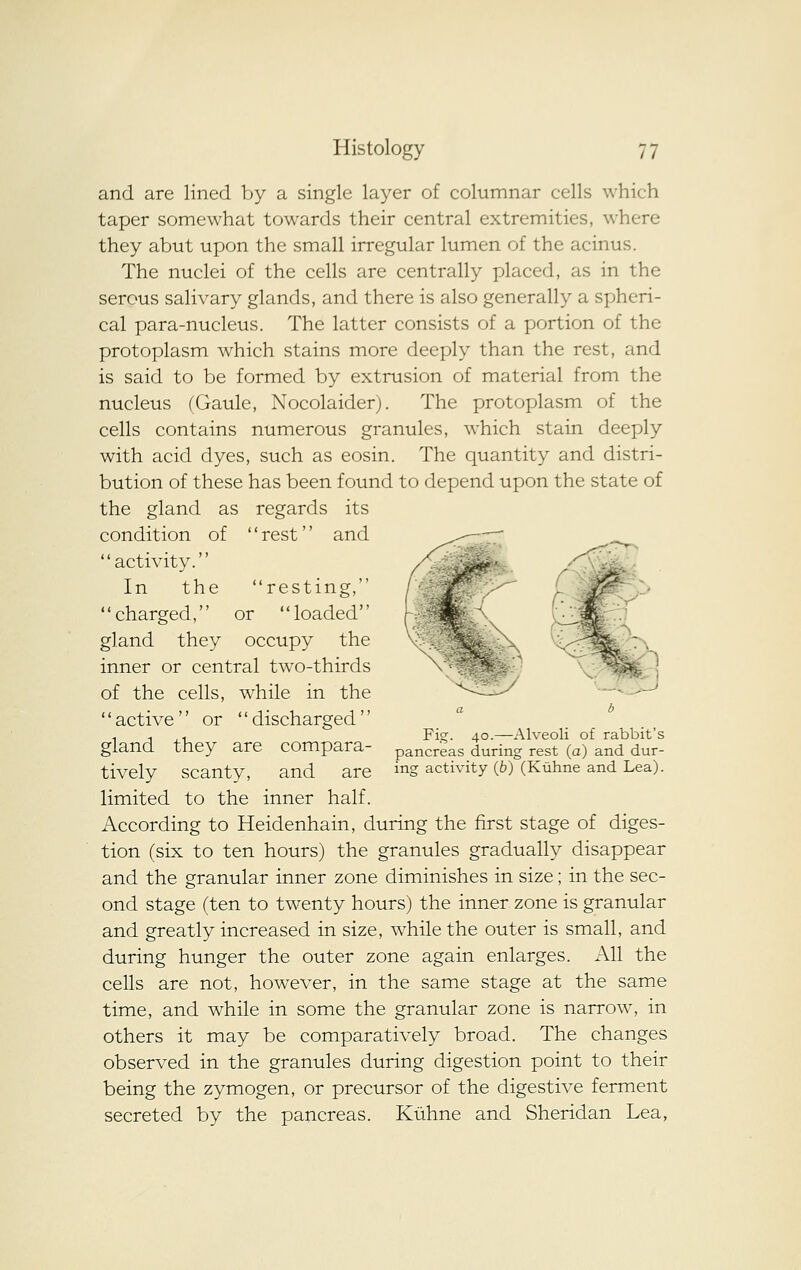 and are lined by a single layer of columnar cells which taper somewhat towards their central extremities, where they abut upon the small irregular lumen of the acinus. The nuclei of the cells are centrally placed, as in the serous salivary glands, and there is also generally a spheri- cal para-nucleus. The latter consists of a portion of the protoplasm which stains more deeply than the rest, and is said to be formed by extrusion of material from the nucleus (Gaule, Nocolaider). The protoplasm of the cells contains numerous granules, which stain deeply with acid dyes, such as eosin. The quantity and distri- bution of these has been found to depend upon the state of the gland as regards its condition of rest and activity. In the resting, charged, or loaded gland they occupy the inner or central two-thirds of the cells, while in the '' active  or  discharged'' gland they are compara- tively scanty, and are limited to the inner half. According to Heidenhain, during the first stage of diges- tion (six to ten hours) the granules gradually disappear and the granular inner zone diminishes in size; in the sec- ond stage (ten to twenty hours) the inner zone is granular and greatly increased in size, while the outer is small, and during hunger the outer zone again enlarges. All the cells are not, however, in the same stage at the same time, and while in some the granular zone is narrow, in others it may be comparatively broad. The changes observed in the granules during digestion point to their being the zymogen, or precursor of the digestive ferment secreted by the pancreas. Kuhne and Sheridan Lea, Fig. 40.—Alveoli of rabbit's pancreas during rest (a) and dur- ing activity (b) (Kuhne and Lea).