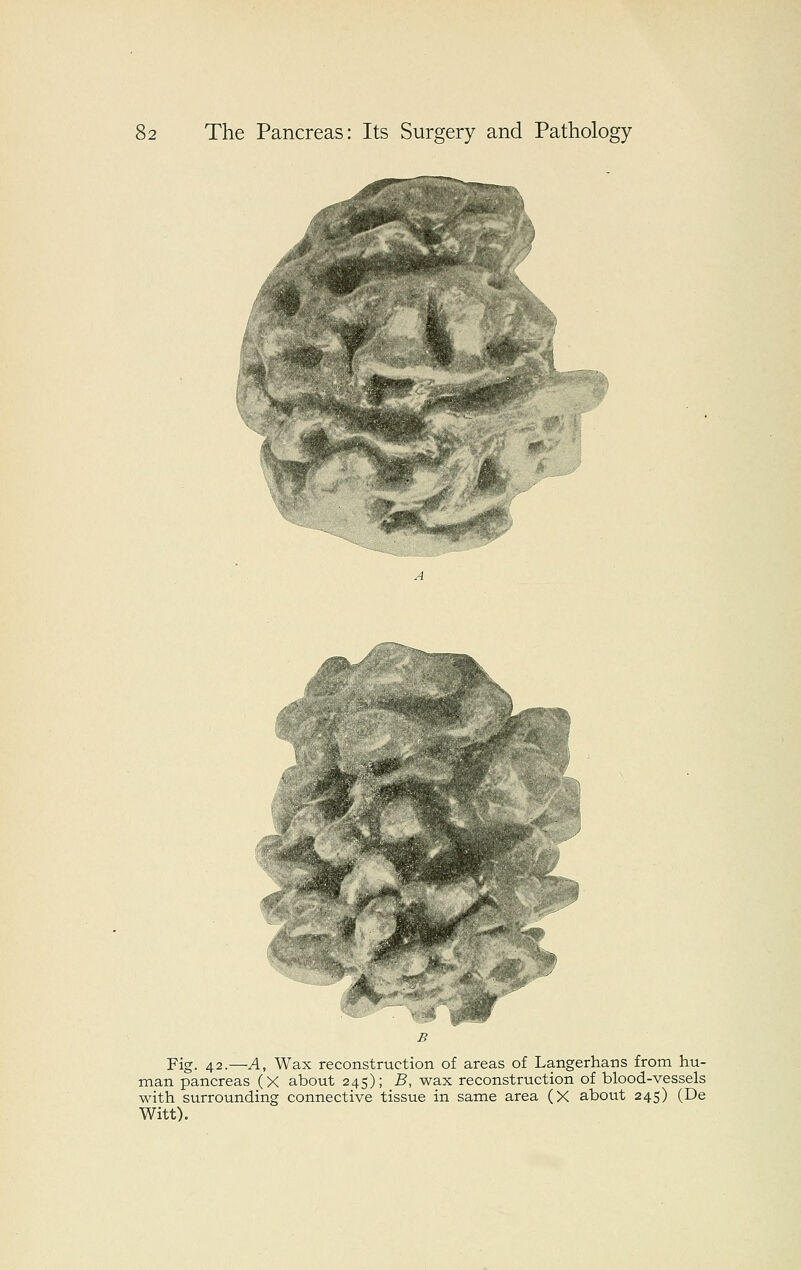 u Fig. 42.—A, Wax reconstruction of areas of Langerhans from hu- man pancreas (X about 245); B, wax reconstruction of blood-vessels with surrounding connective tissue in same area (X about 245) (De Witt).