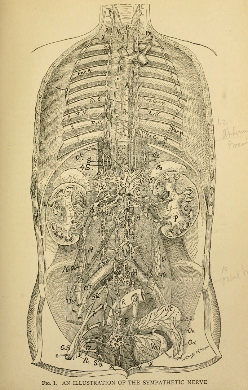 Fig. 1. AN ILLUSTRATION OF THE SYMPATHETIC NERVE