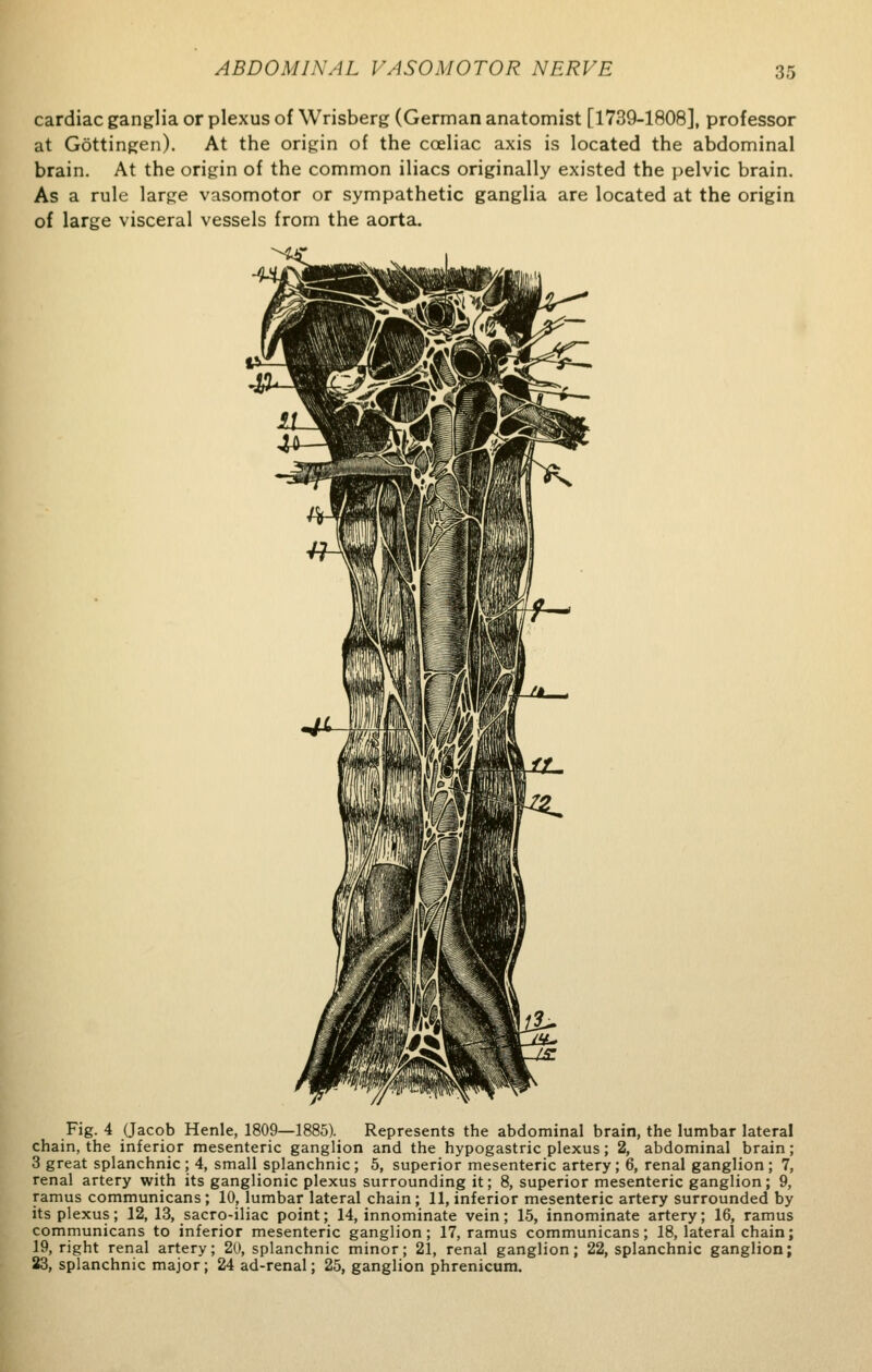 cardiac ganglia or plexus of Wrisberg (German anatomist [1739-1808], professor at Gottingen). At the origin of the coeliac axis is located the abdominal brain. At the origin of the common iliacs originally existed the pelvic brain. As a rule large vasomotor or sympathetic ganglia are located at the origin of large visceral vessels from the aorta. Fig. 4 (Jacob Henle, 1809—1885). Represents the abdominal brain, the lumbar lateral chain, the inferior mesenteric ganglion and the hypogastric plexus; 2, abdominal brain; 3 great splanchnic ; 4, small splanchnic ; 5, superior mesenteric artery; 6, renal ganglion ; 7, renal artery with its ganglionic plexus surrounding it; 8, superior mesenteric ganglion; 9, ramus communicans; 10, lumbar lateral chain; 11, inferior mesenteric artery surrounded by its plexus; 12, 13, sacro-iliac point; 14, innominate vein; 15, innominate artery; 16, ramus communicans to inferior mesenteric ganglion; 17, ramus communicans; 18, lateral chain; 19, right renal artery; 20, splanchnic minor; 21, renal ganglion; 22, splanchnic ganglion; 23, splanchnic major; 24 ad-renal; 25, ganglion phrenicum.