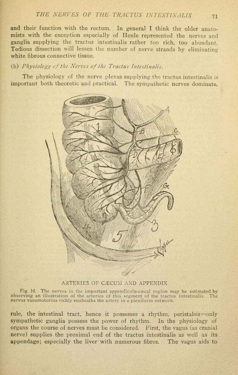 and their function with the rectum. In general I think the older anato- mists with the exception especially of Henle represented the nerves and ganglia supplying the tractus intestinalis rather too rich, too abundant. Tedious dissection will lessen the number of nerve strands by eliminating white fibrous connective tissue. (b) Physiology of the Nerves of the Tractus Intestinalis. The physiology of the nerve plexus supplying the tractus intestinalis is important both theoretic and practical. The sympathetic nerves dominate, v/- ARTERIES OF CECUM AND APPENDIX Fig. 16. The nerves in the important appendiculo-csecal region may be estimated by observing an illustration of the arteries of this segment of the tractus intestinalis. The nervus vasomotorius richly ensheaths the artery in a plexiform network. rule, the intestinal tract, hence it possesses a rhythm, peristalsis—only sympathetic ganglia possess the power of rhythm. In the physiology of organs the course of nerves must be considered. First, the vagus (as cranial nerve) supplies the proximal end of the tractus intestinalis as well as its appendage; especially the liver with numerous fibres. The vagus aids to