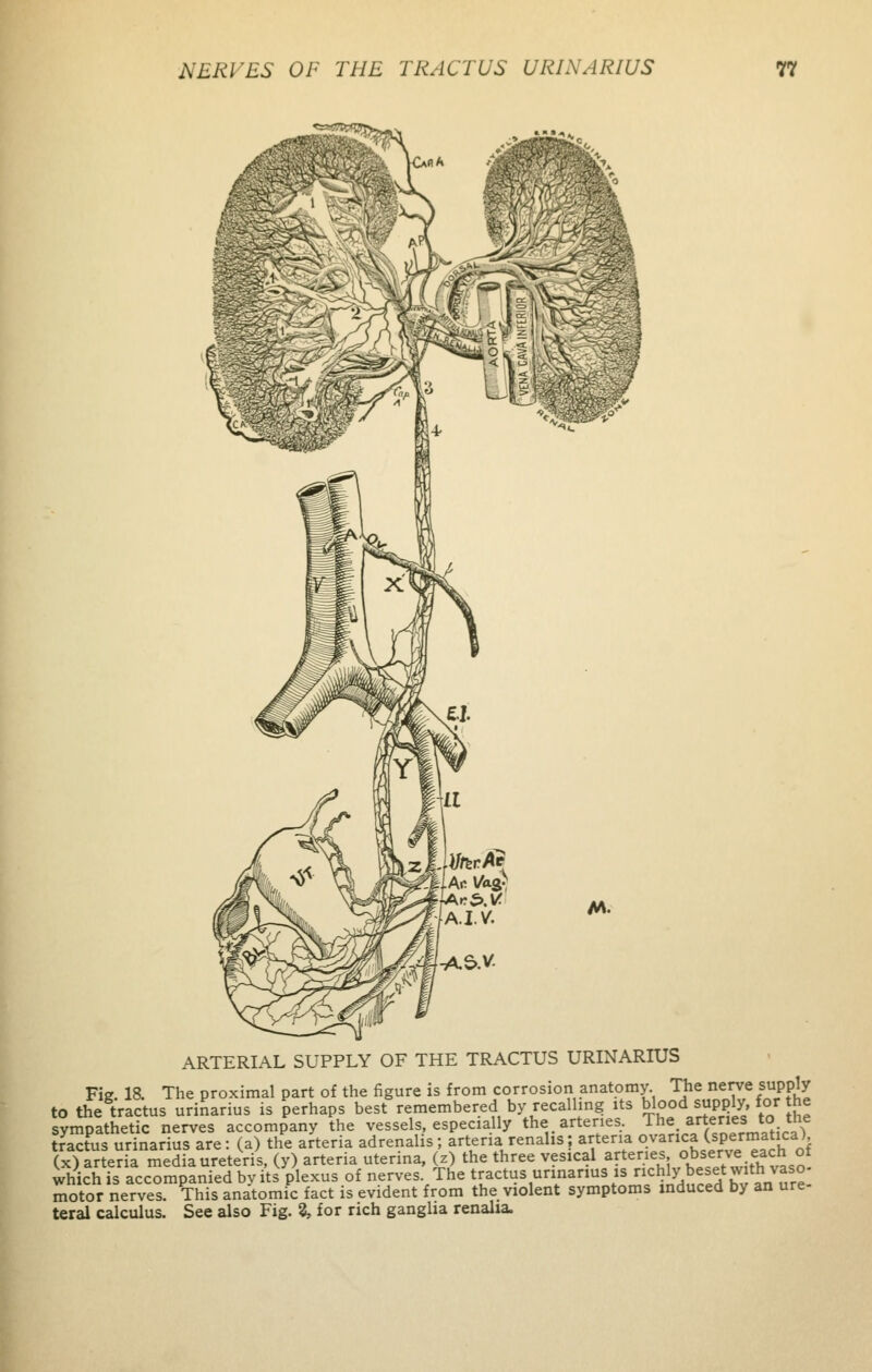 .IV. -AS.V ARTERIAL SUPPLY OF THE TRACTUS URINARIUS Fig. 18. The proximal part of the figure is from corrosion anatomy The nerve supply to the tractus urinarius is perhaps best remembered by recalling its blood supply, for the sympathetic nerves accompany the vessels, especially the arteries. The. artenes to the tractus urinarius are: (a) the arteria adrenalis ; arteria renalis; arteria ovarica (spermatica) to arteria media ureteris, (y) arteria uterina, (z) the three vesical arteries observe each of which is accompanied by its plexus of nerves The tractus urinarius is ^ly Jeset wtjivaso. motor nerves. This anatomic fact is evident from the violent symptoms induced by an ure- teral calculus. See also Fig. %, for rich ganglia renalia.