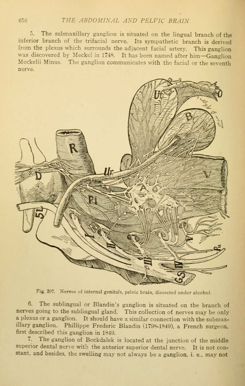 5. The submaxillary ganglion is situated on the lingual branch of the inferior branch of the trifacial nerve. Its sympathetic branch is derived from the plexus which surrounds the adjacent facial artery. This ganglion was discovered by Meckel in 1745. It has been named after him—Ganglion Meckelii Minus. The ganglion communicates with the facial or the seventh nerve. Fig. 207. Nerves of internal genitals, pelvic brain, dissected under alcohol. 6. The sublingual or Blandin's ganglion is situated on the branch of nerves going to the sublingual gland. This collection of nerves may be only a plexus or a ganglion. It should have a similar connection with the submax- illary ganglion. Phillippe Frederic Blandin (1793-1849). a French surgeon, first described this ganglion in 1349. 7. The ganglion of Bockdalek is located at the junction of the middle superior dental nerve with the anterior superior dental nerve. It is not con- stant, and besides, the swelling may not always be a ganglion, i. e., may not