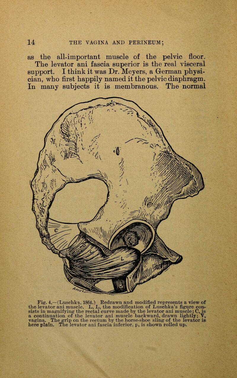 as the all-important muscle of the pelvic floor. The levator ani fascia superior is the real visceral support. I think it was Dr. Meyers, a German physi- cian, who first happily named it the pelvic diaphragm. In many subjects it is membranous. The normal Fig. 4,—(Luschka, 1864,) Redrawn and modified represents a view of the levator ani muscle. L, L, the modification of Luschka's figure con- sists in magnifying the rectal curve made by the levator ani muscle; C, is a continuation of the levator ani muscle backward, drawn lightly; V, vagina. ^ The grip on the rectum by the horse-shoe sling of the levator ia here plain. The levator ani fascia inferior, p, is shown rolled up.